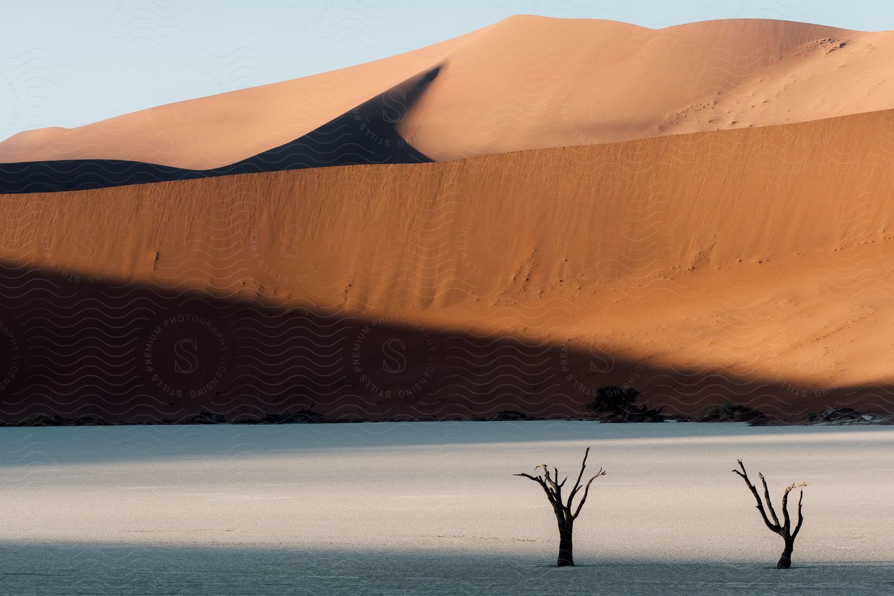 Sand dunes in a desert with leafless small trees nearby