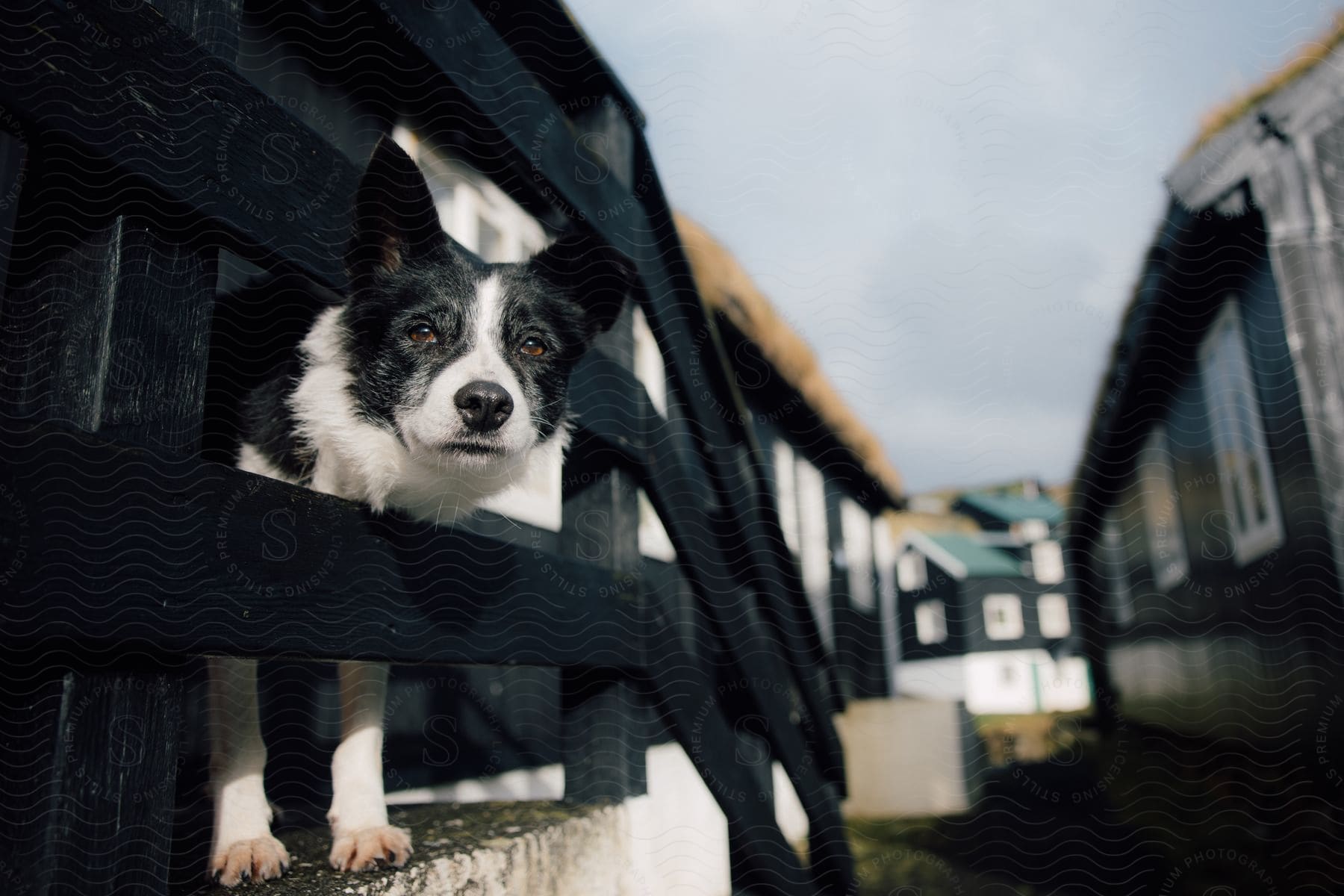 Black and white dog peeks through a handrail looking into the distance