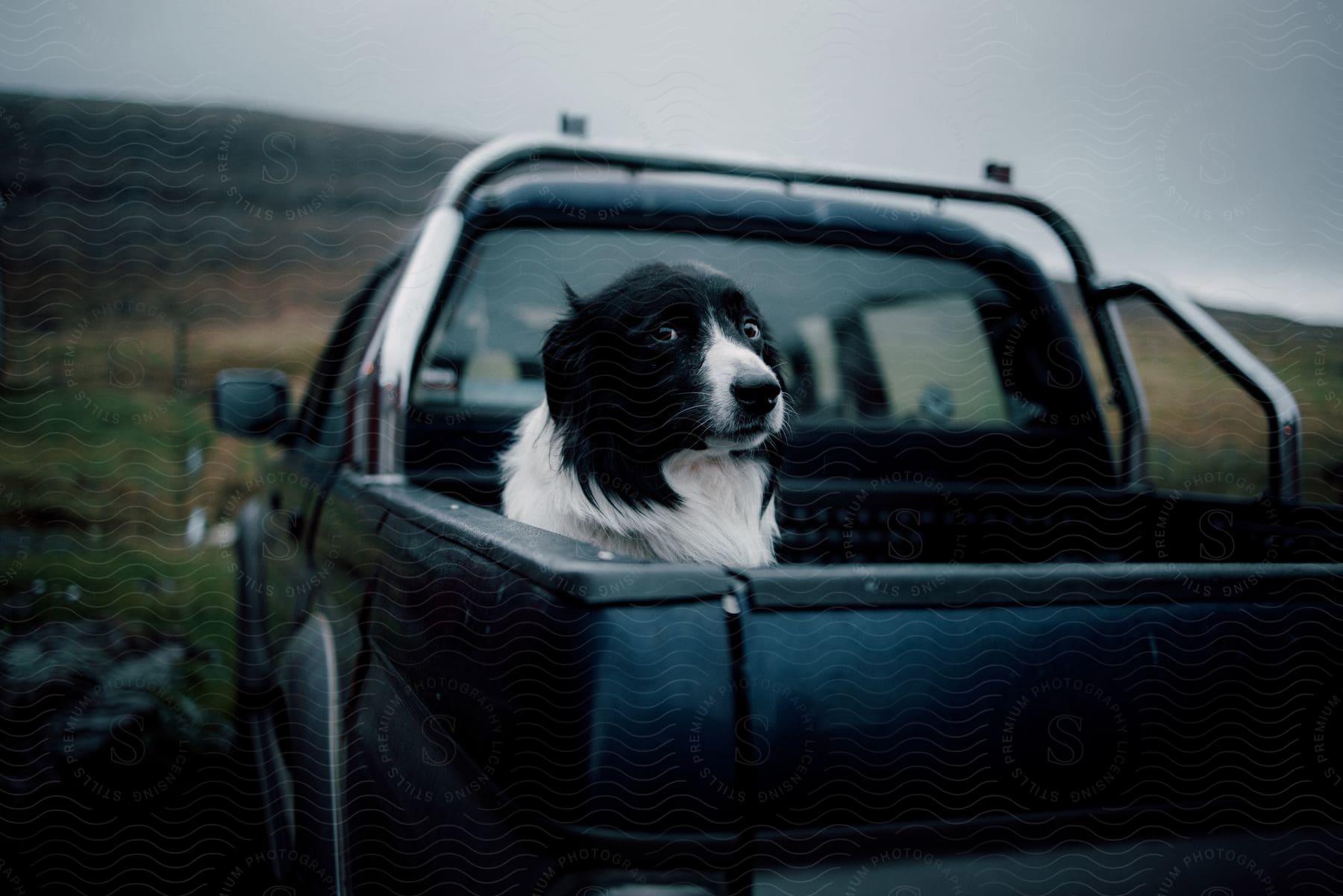 A dog sits in the back of a black and white truck next to a field