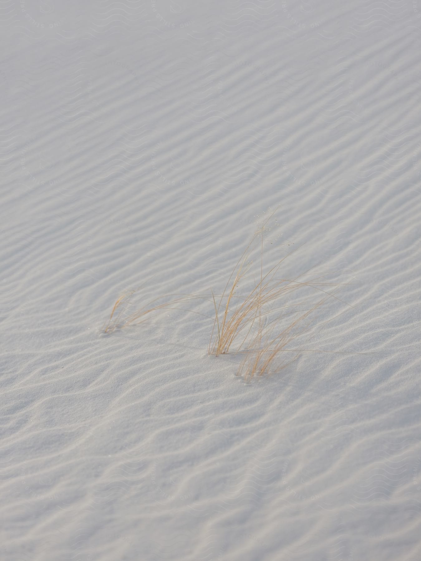 Grass sprouts growing out of white sand in the desert at new mexicos white sands national park