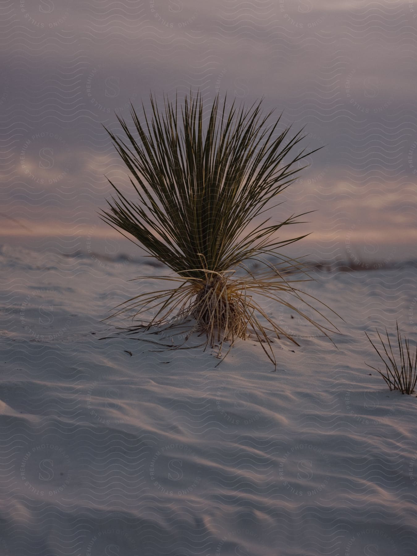 A closeup of a plant on a sandy beach in new mexico