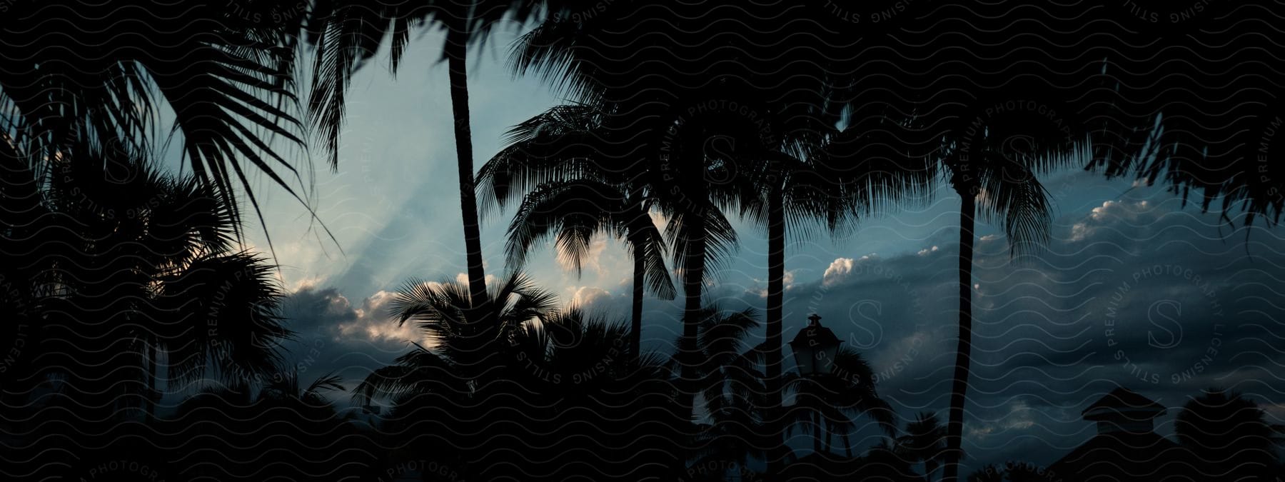 A tropical landscape with palm trees and a cloudy sky