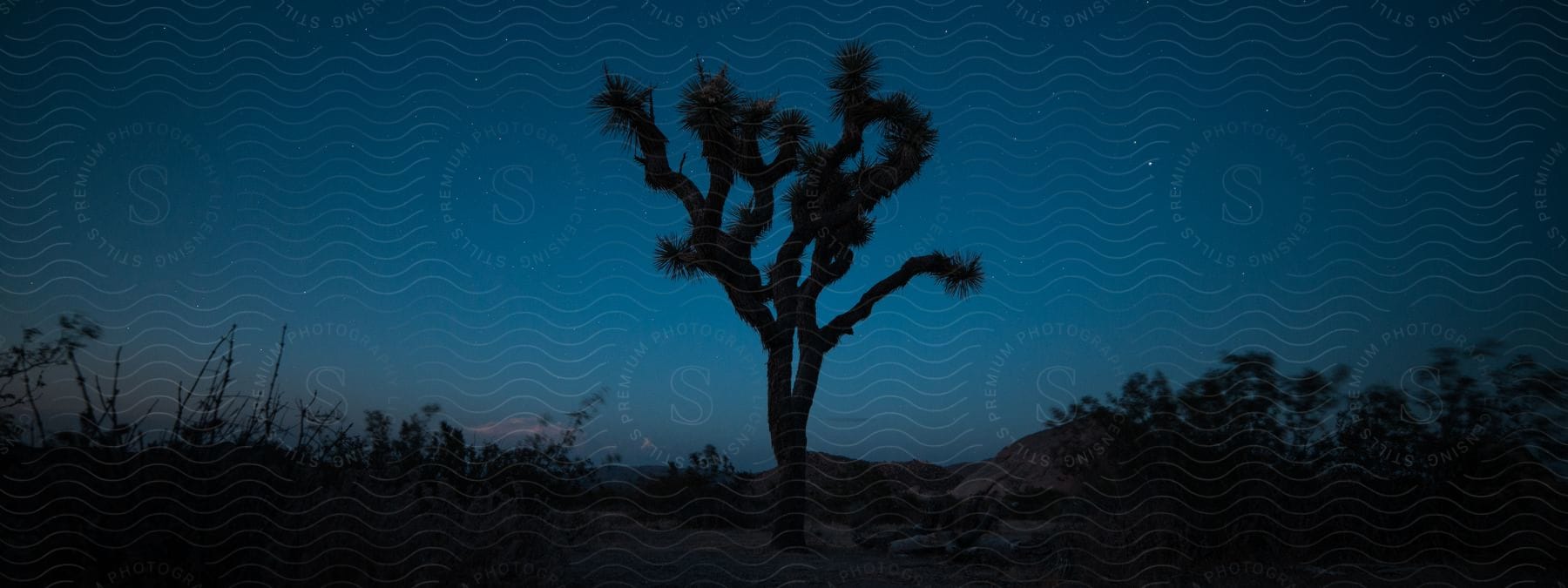 Trees and plants are silhouetted against the sky in joshua tree national park