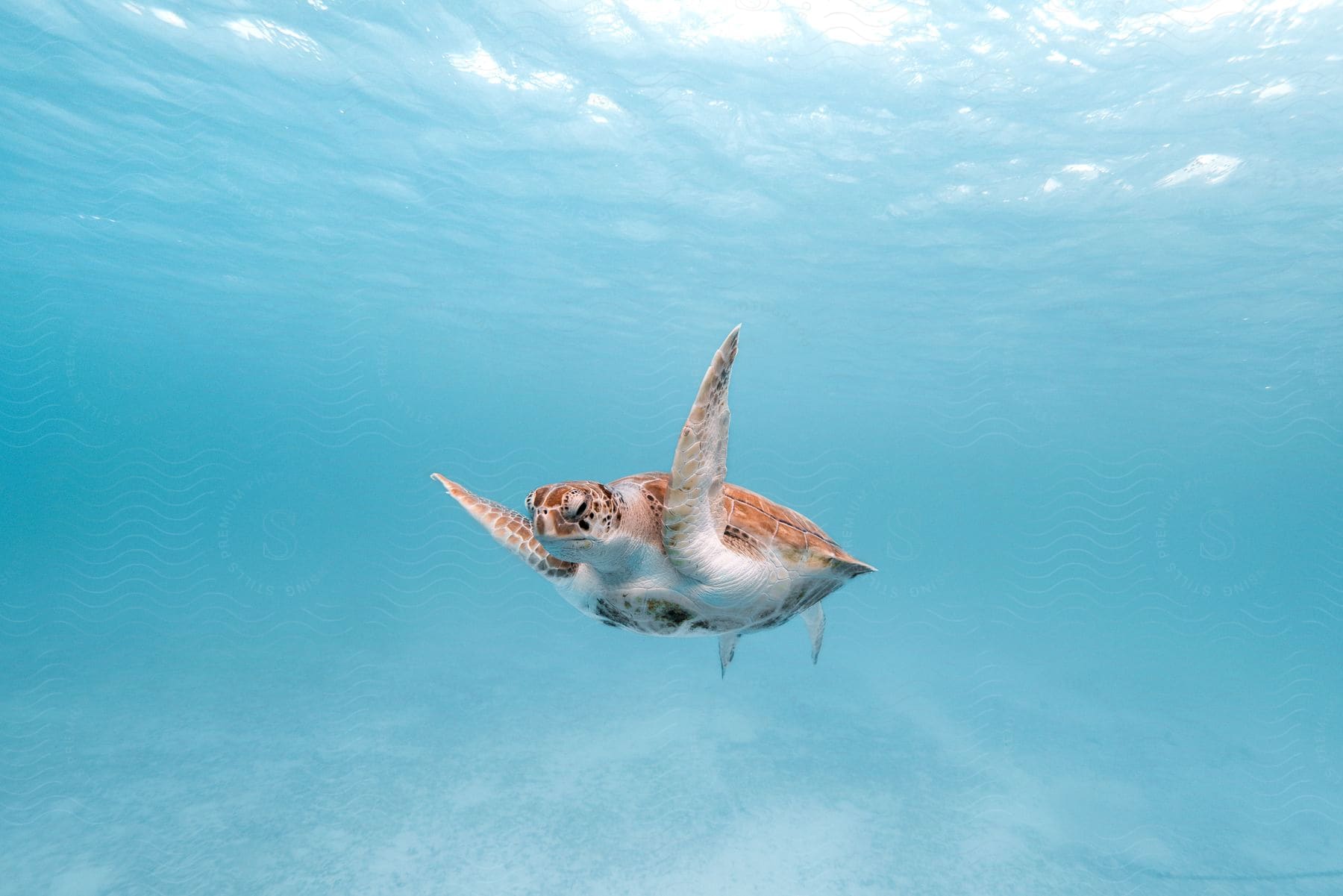 Sea turtle swimming underwater in clear blue ocean daytime