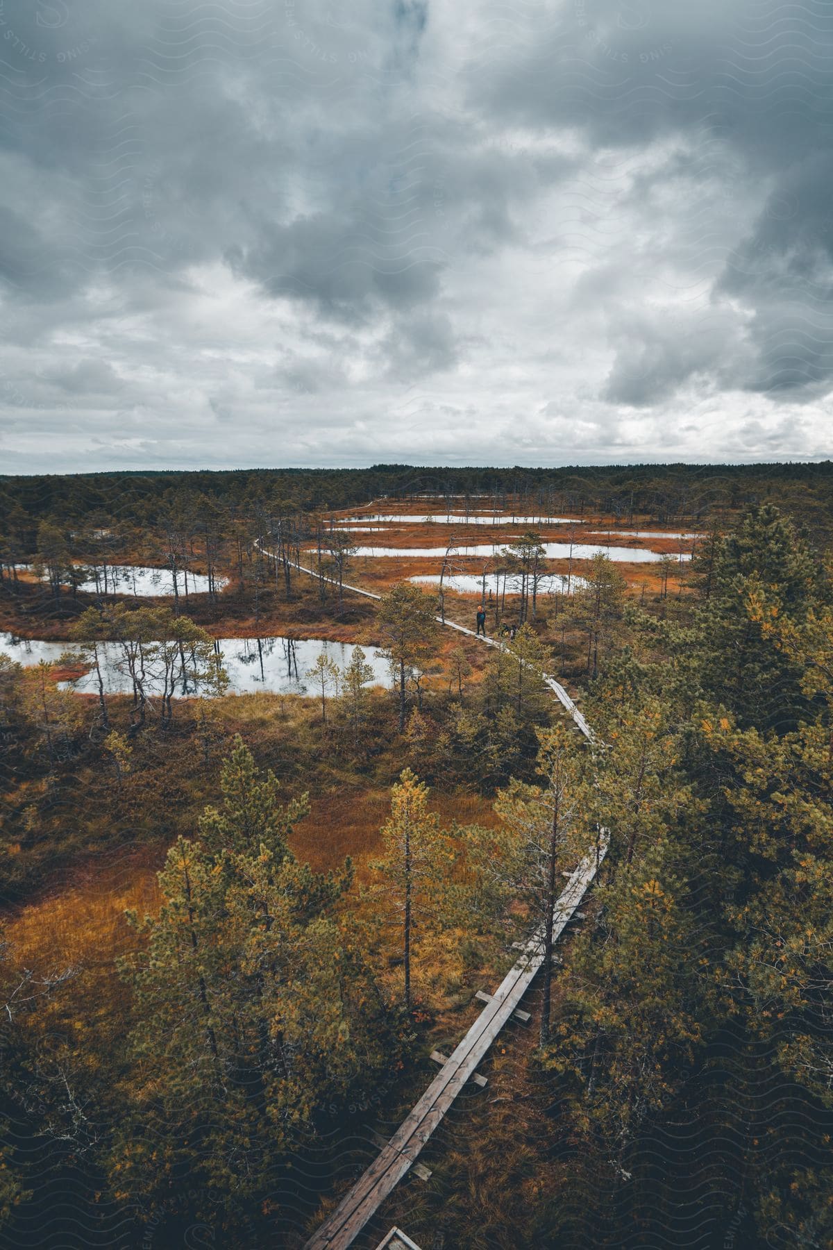 Aerial view of kemeri national park in latvia showing the wooden footpath extending over the kemeri great swamp wetland landscape