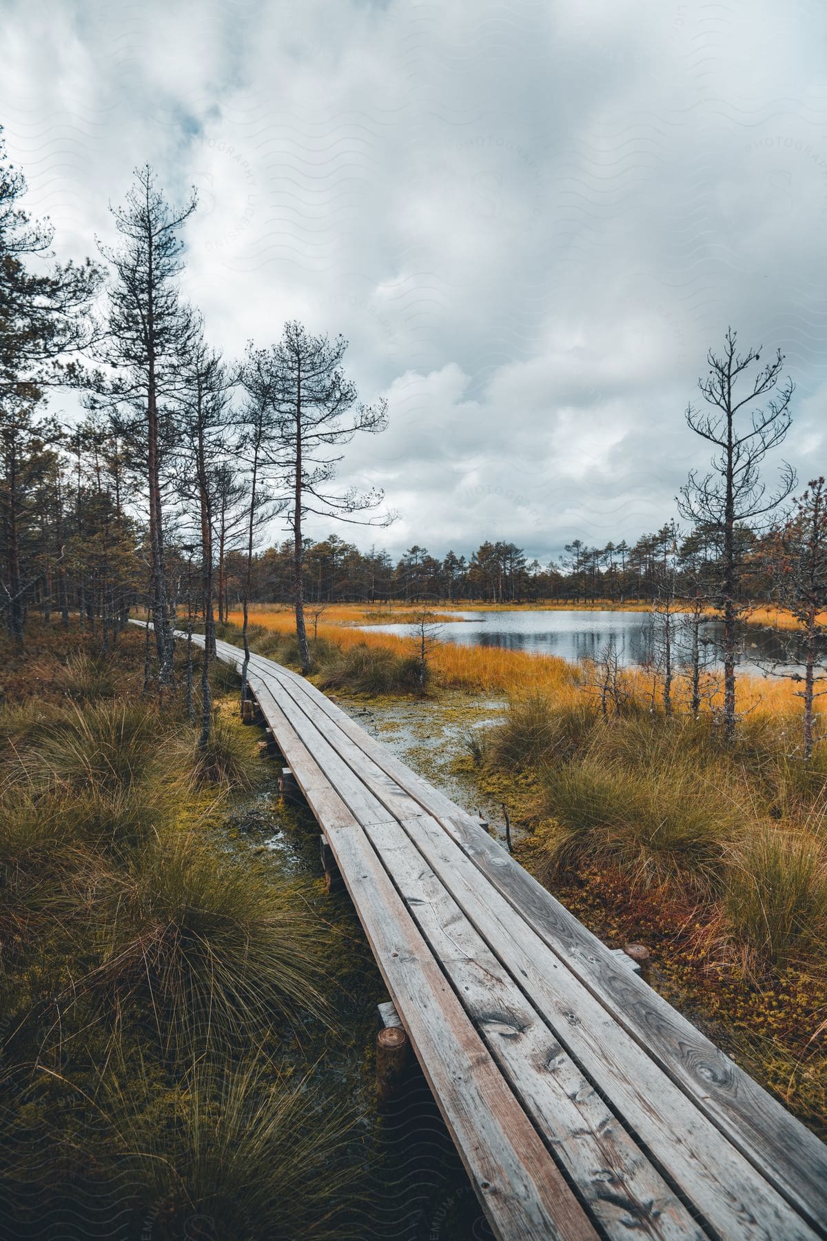A wooden walking path crosses through a marsh past a lake in a forest on a cloudy day