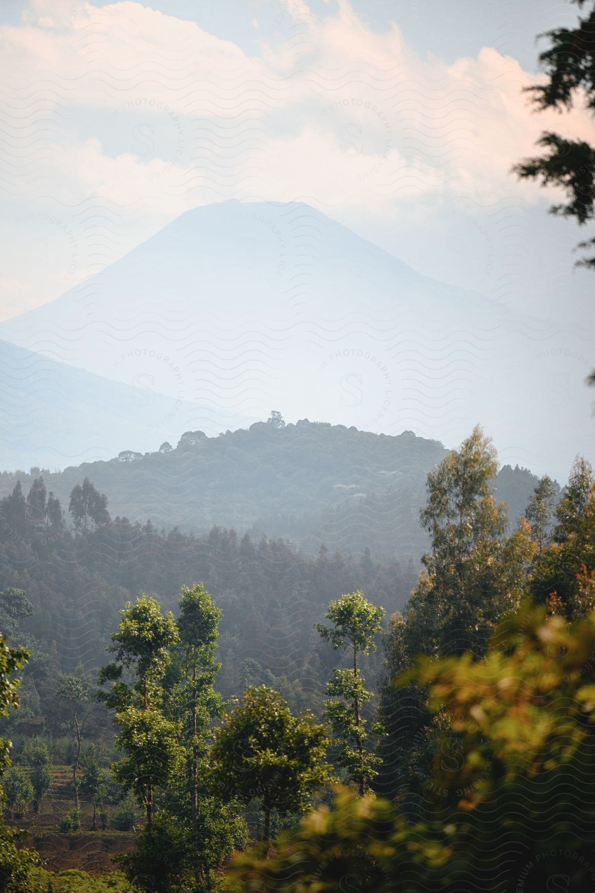 A forest with mountains in the distance