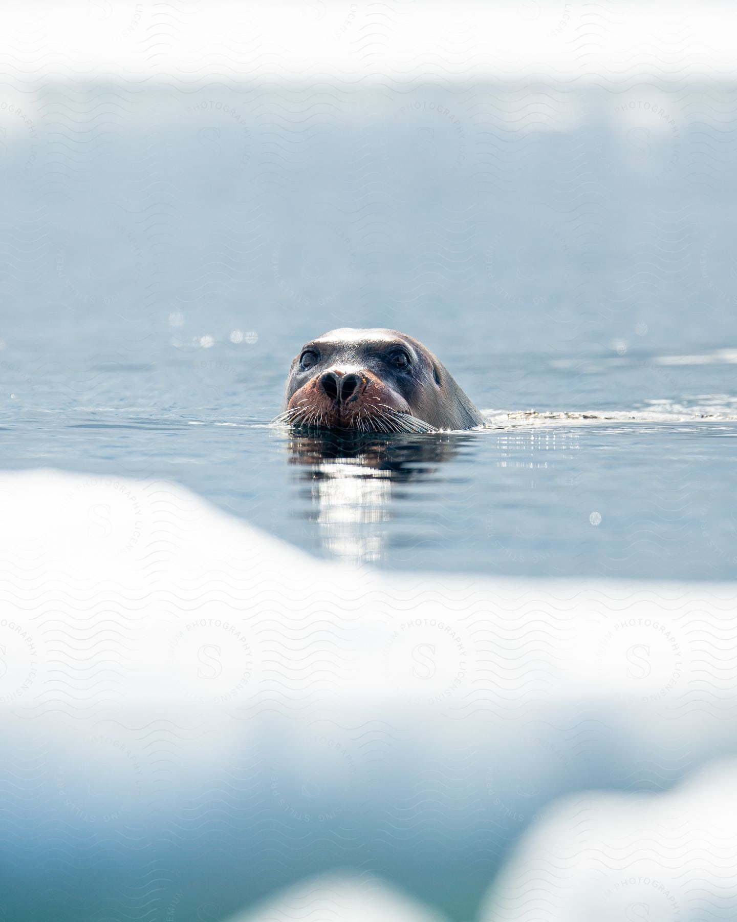 A seal swimming in the ocean