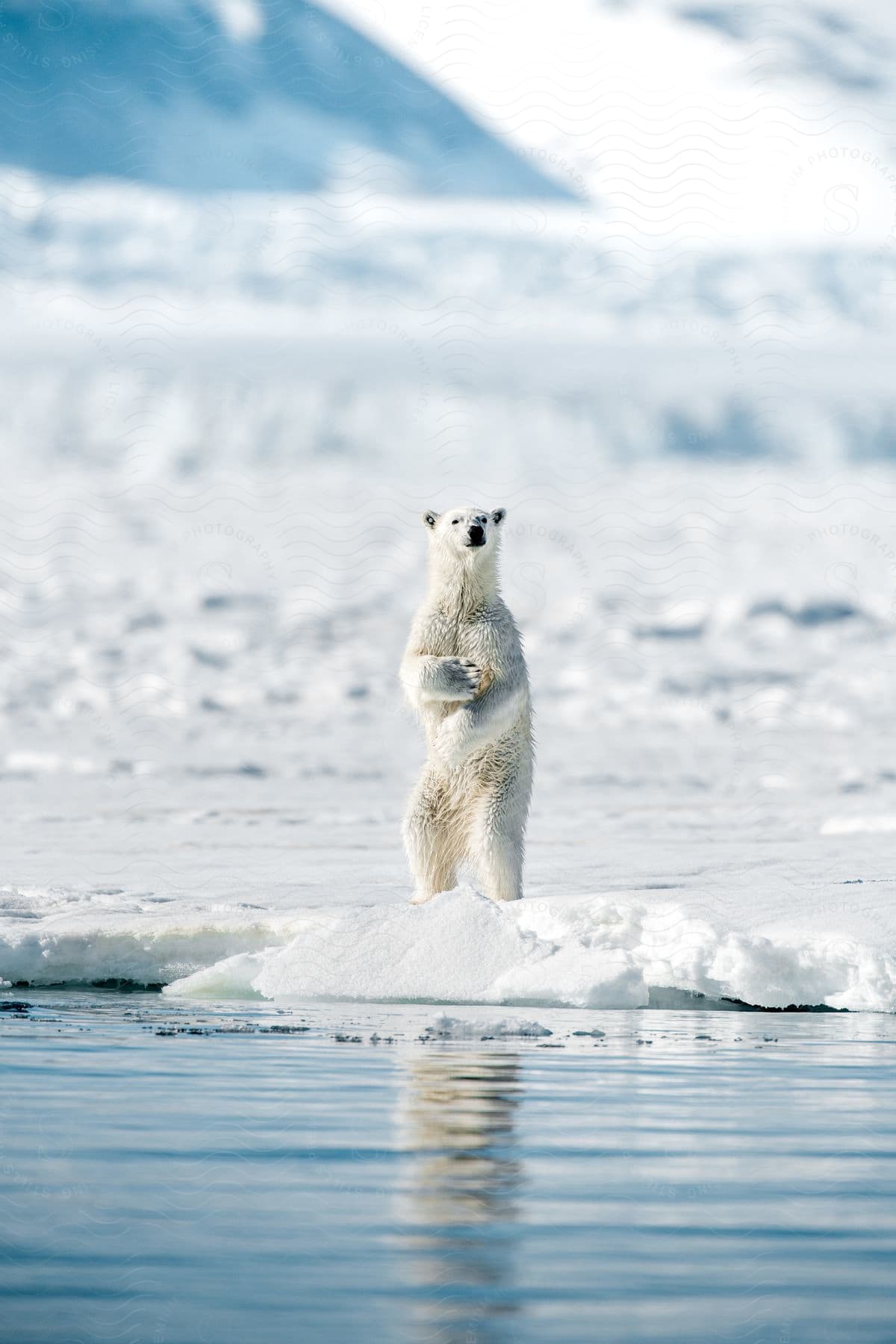 A polar bear standing on its hind legs on an icy landscape near water in the daytime