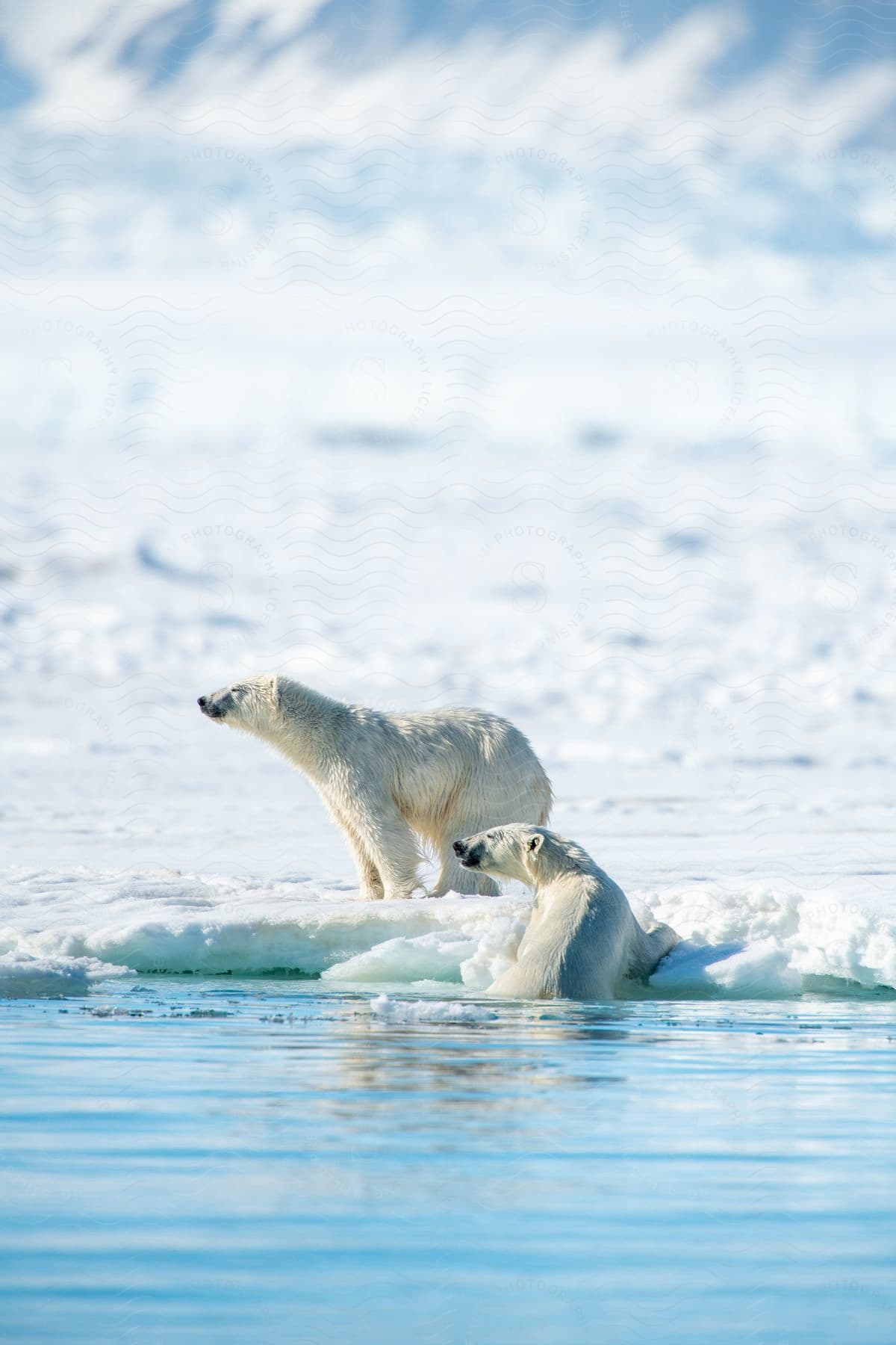 Polar bears roam on the icy expanse of the polar ice cap