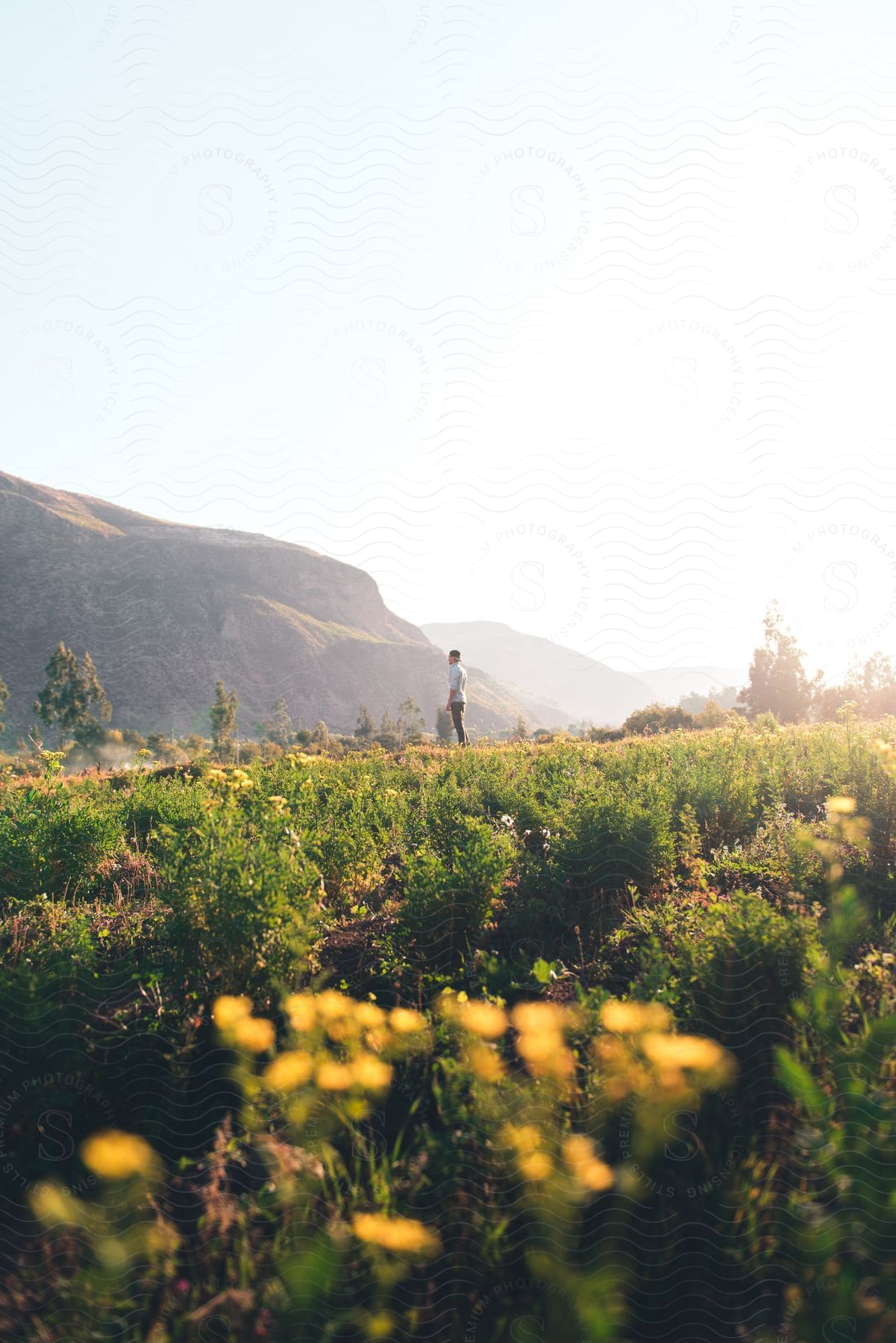 A person stands in a field of daisies surrounded by mountains and natural landscape