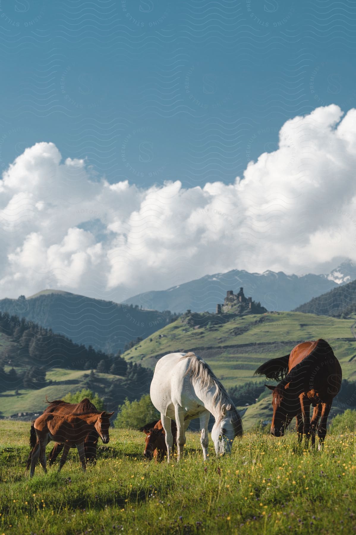 Horses grazing on green grass in rolling hills with a forested background mountains a castle and puffy white clouds in a blue sky on a sunny day