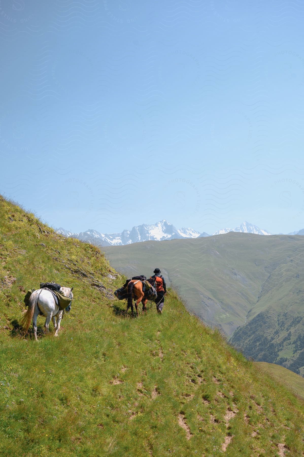 A person leads two horses loaded with packs across a grassy hill in the country of georgia
