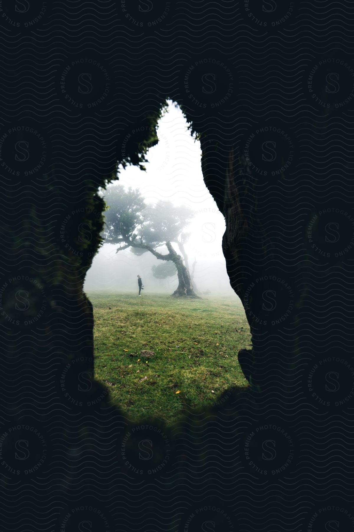 A man stands in a grassy field looking up at a tree on a foggy day as seen through a hole in a cave