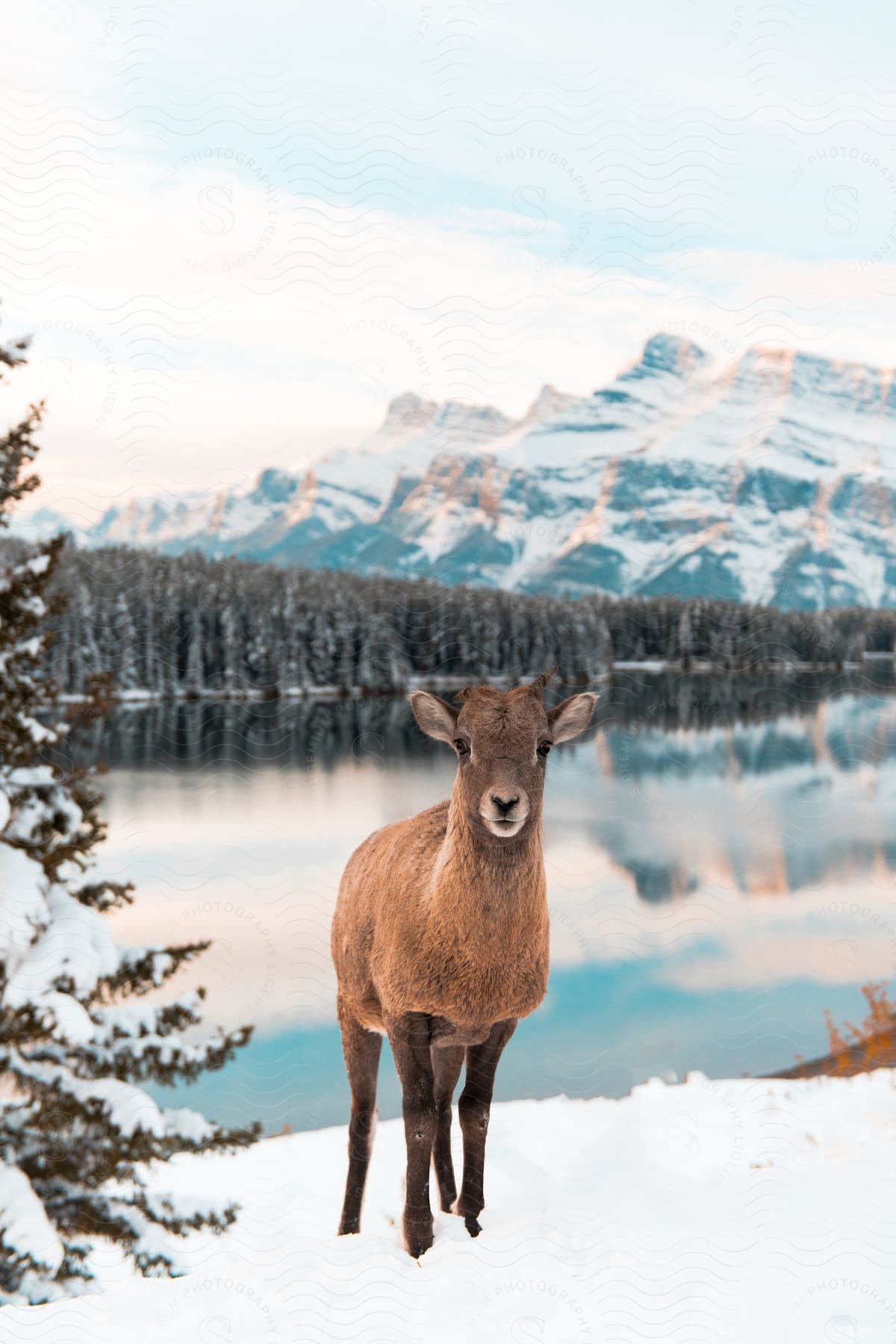 Winter goat stands near river surrounded by trees with icy mountain