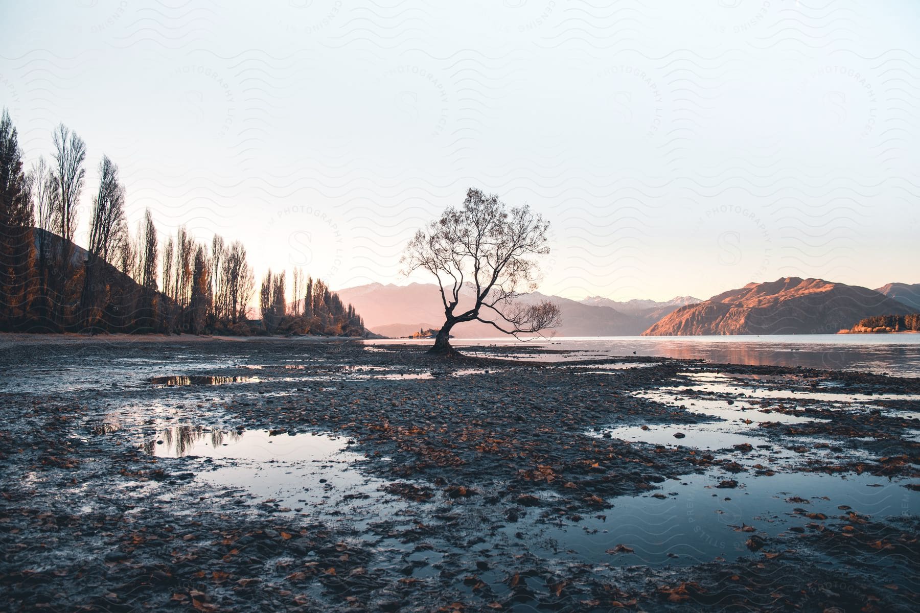 Silhouette of a tree at lake wanaka during sunset