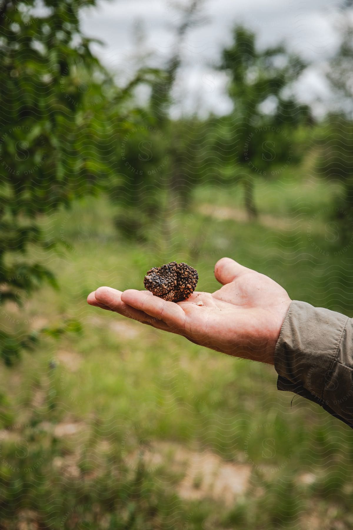 A hand holding a plant in soil