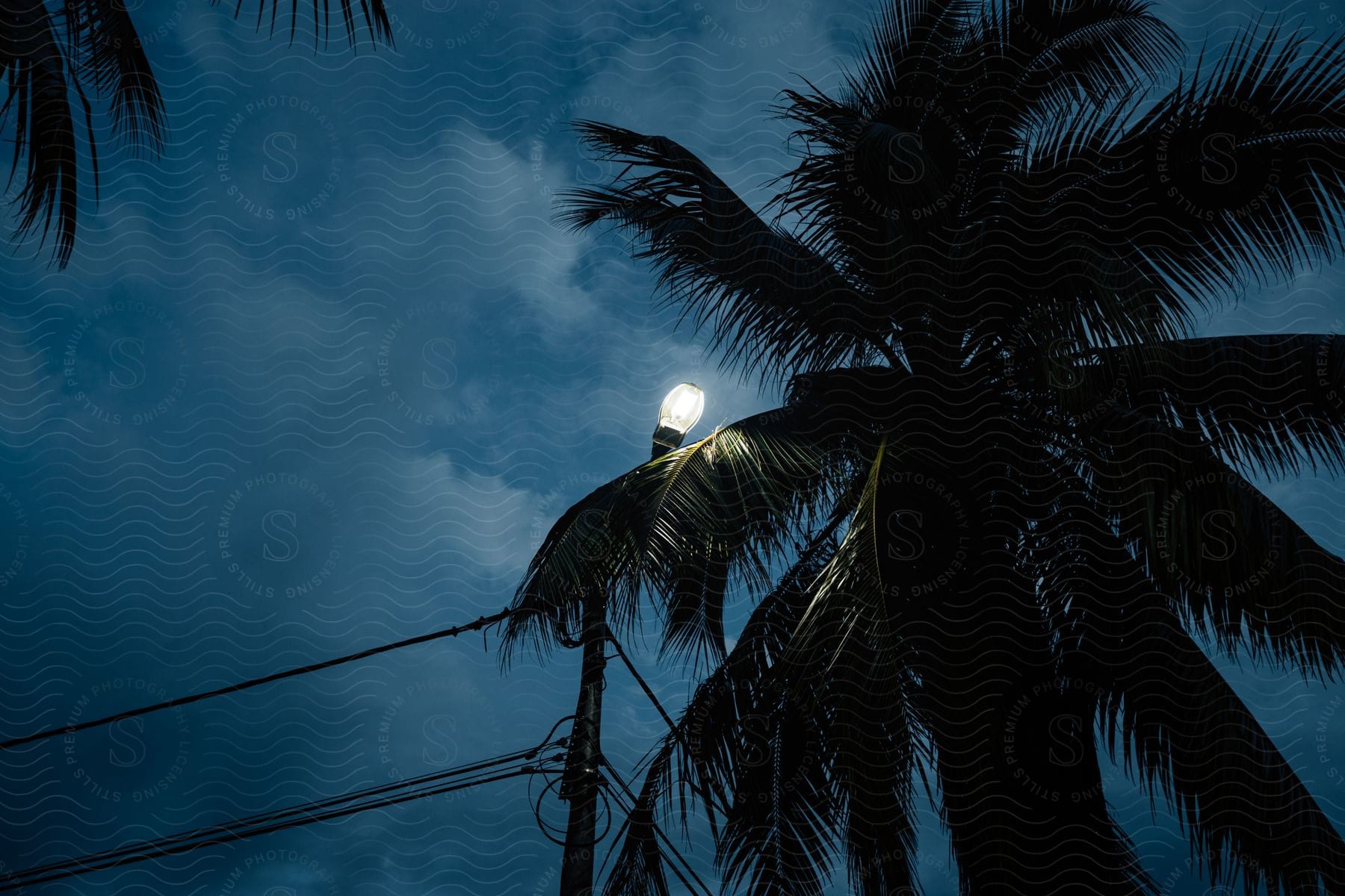 A street light shines near a palm tree under a cloudy night sky in an urban environment