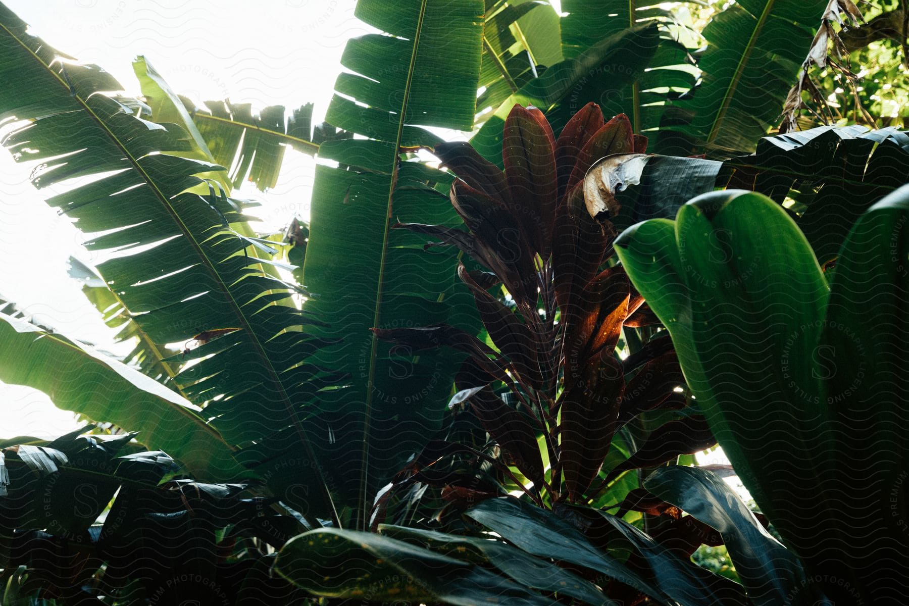 Lush green plants with large leaves in a tropical environment