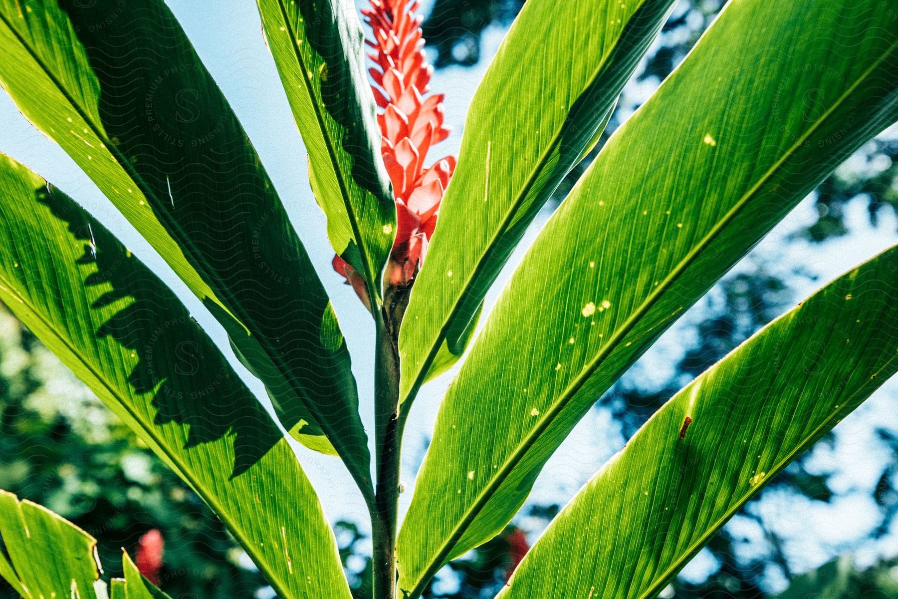 Close up of bright red flowers on a green tropical plant