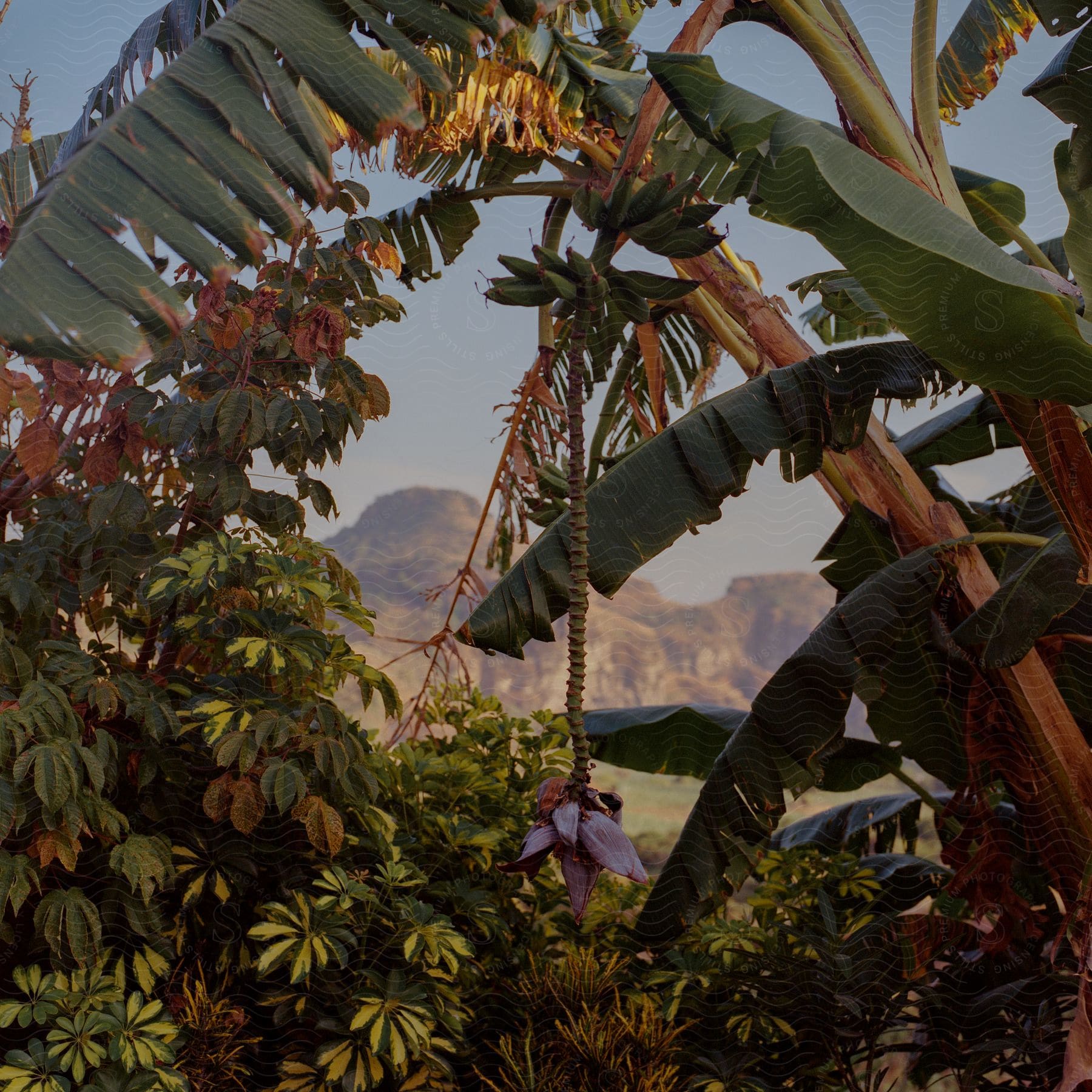 Plantain trees in a tropical forest near mountains during the daytime