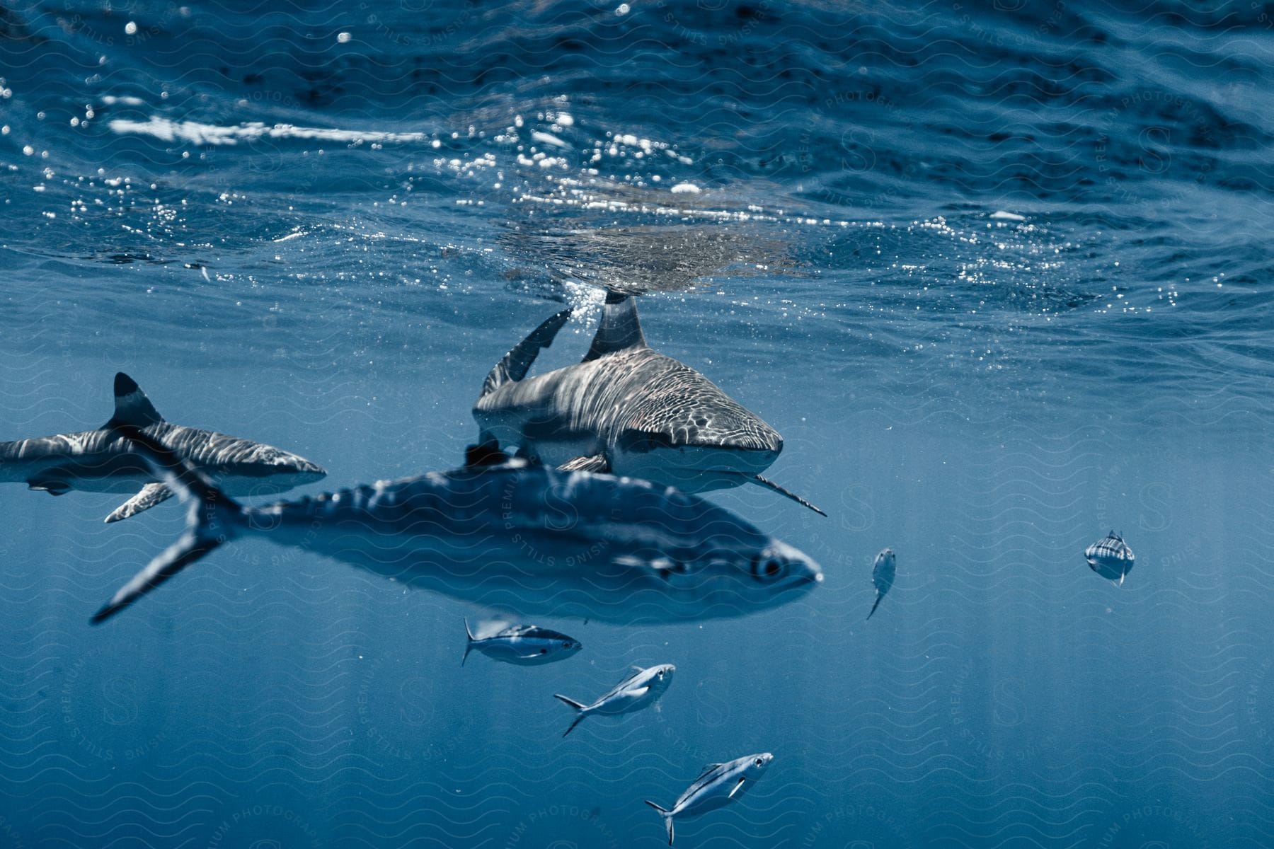 Underwater footage of fishes and sharks swimming in the ocean