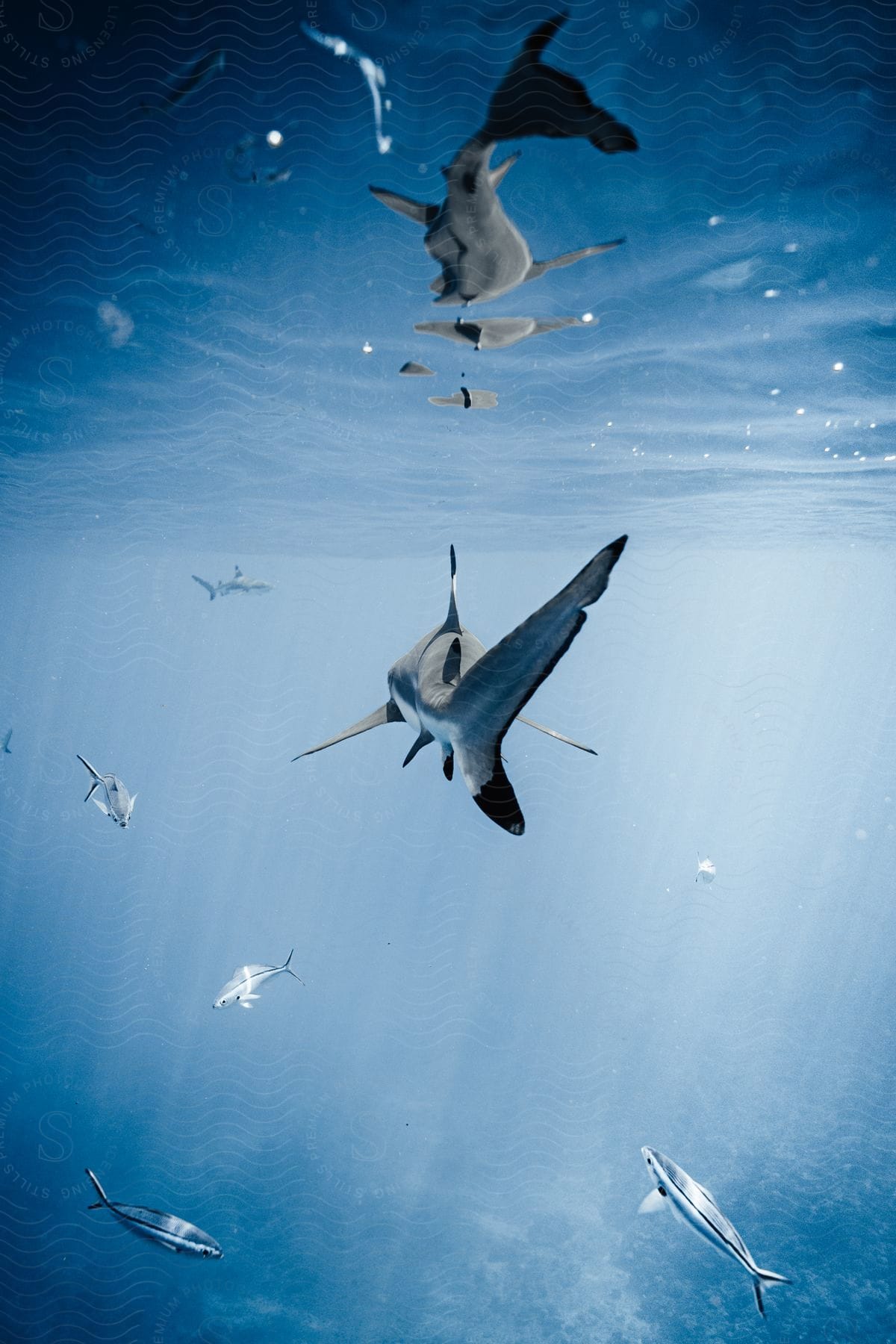 Shark and fish swimming in blue water with sunlight