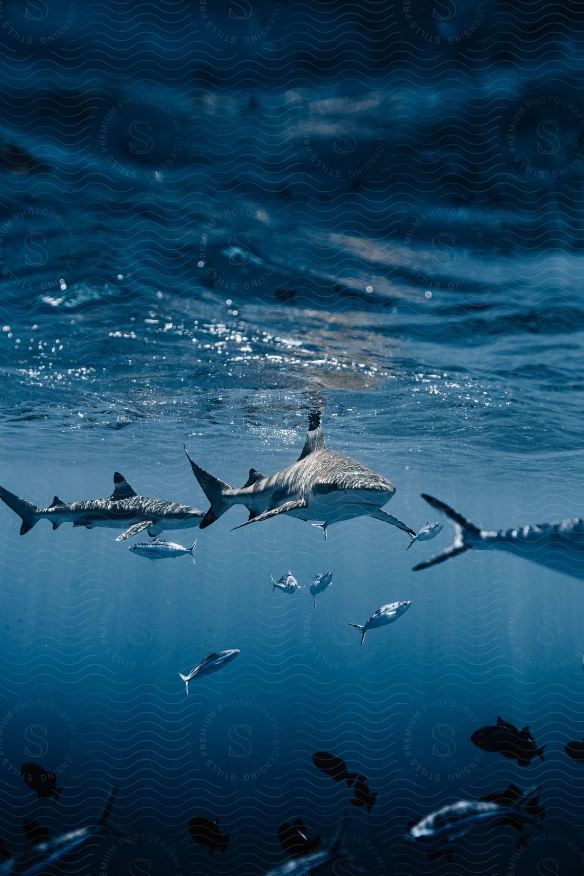 A shark swimming in the sea