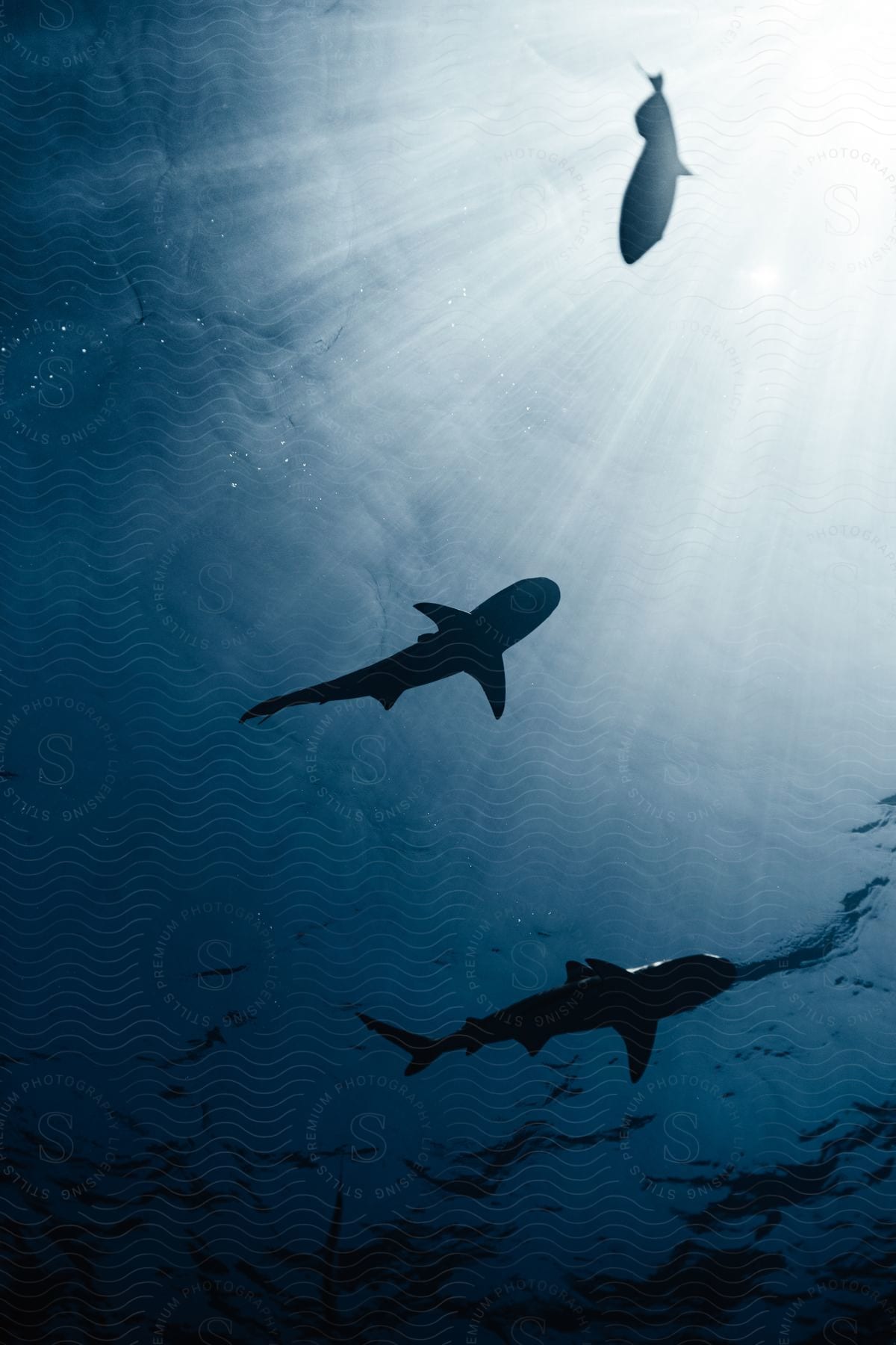 Sharks Swim In The Water With Sunlight Shining Through