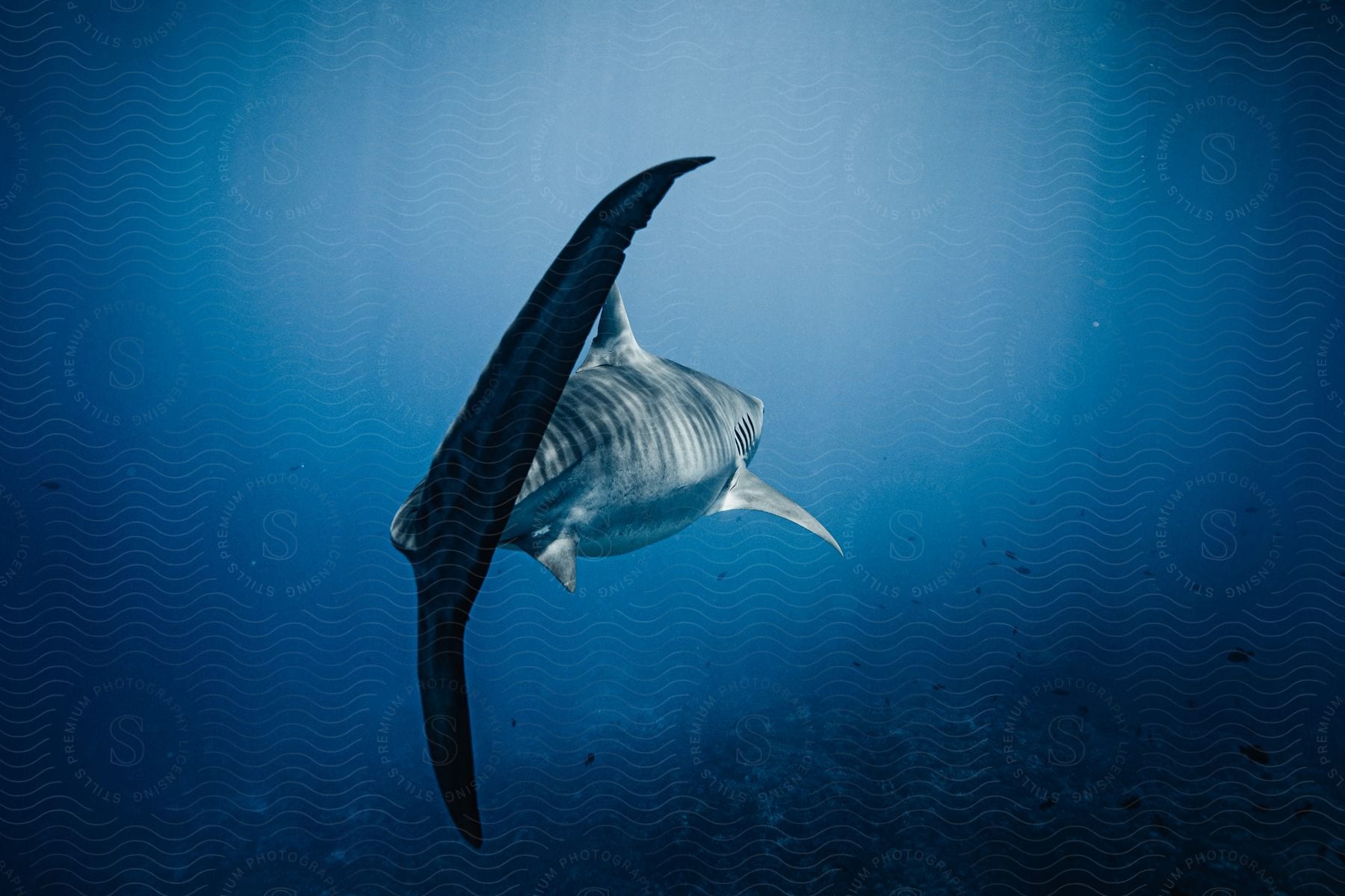 A shark swimming underwater in the ocean