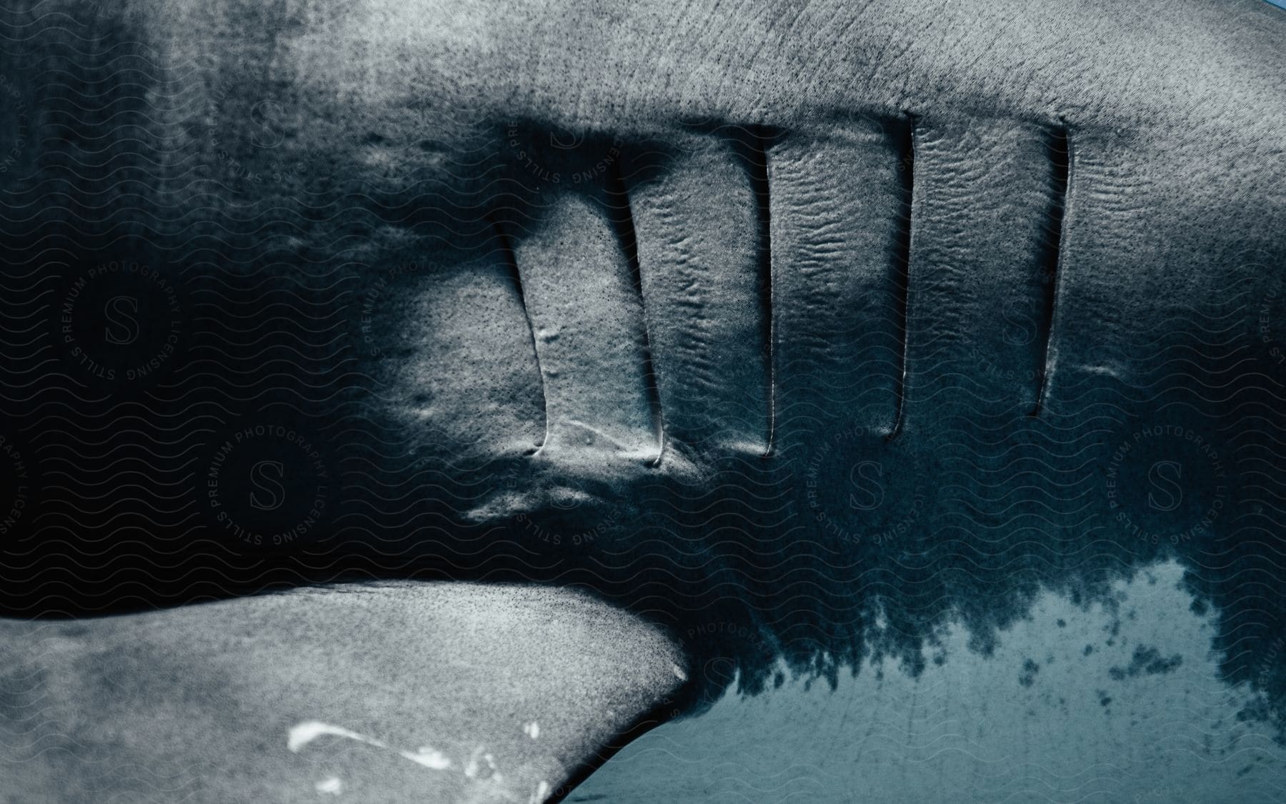 A grey fish in water with a hand nearby