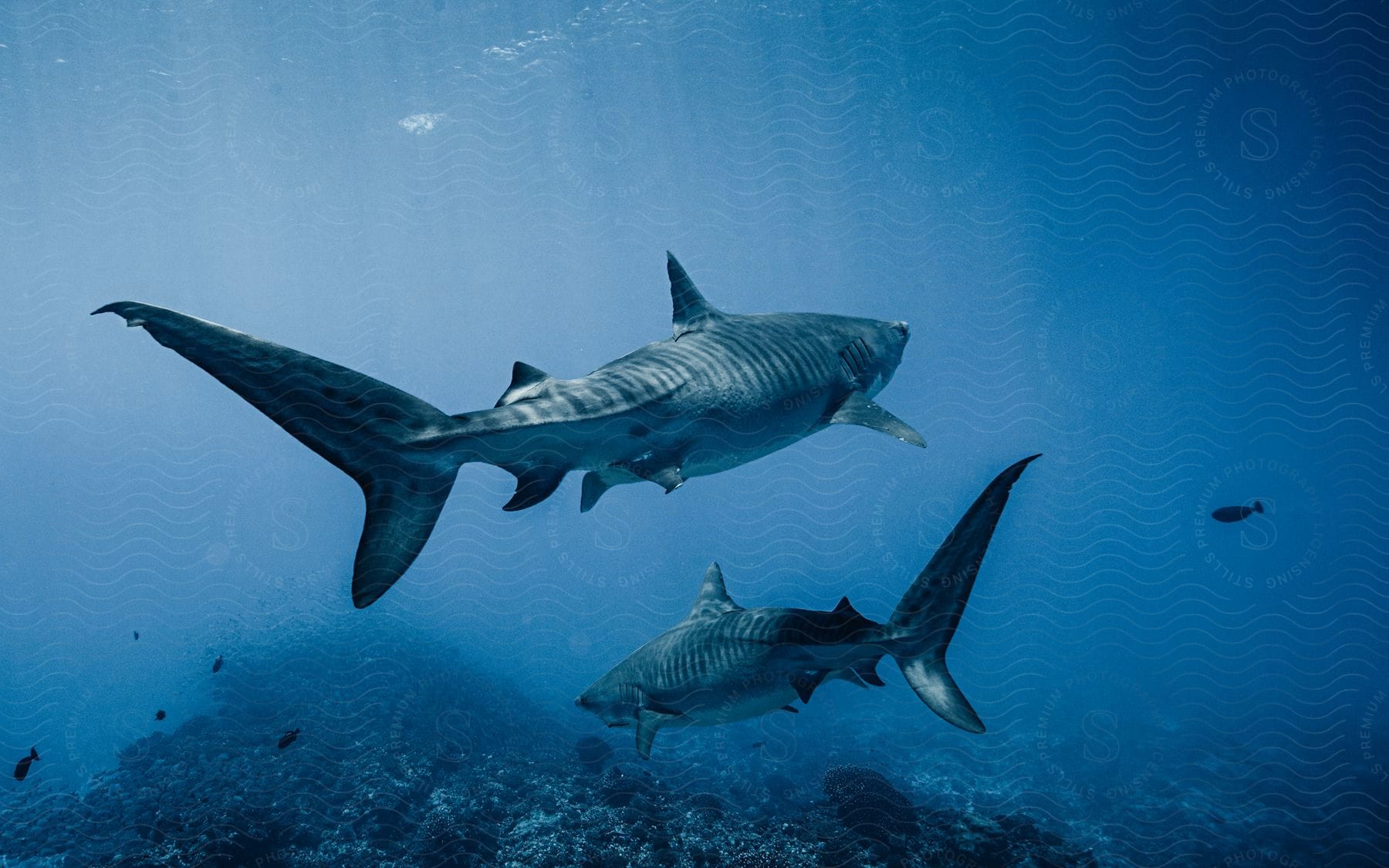 Tiger sharks swimming in the sea