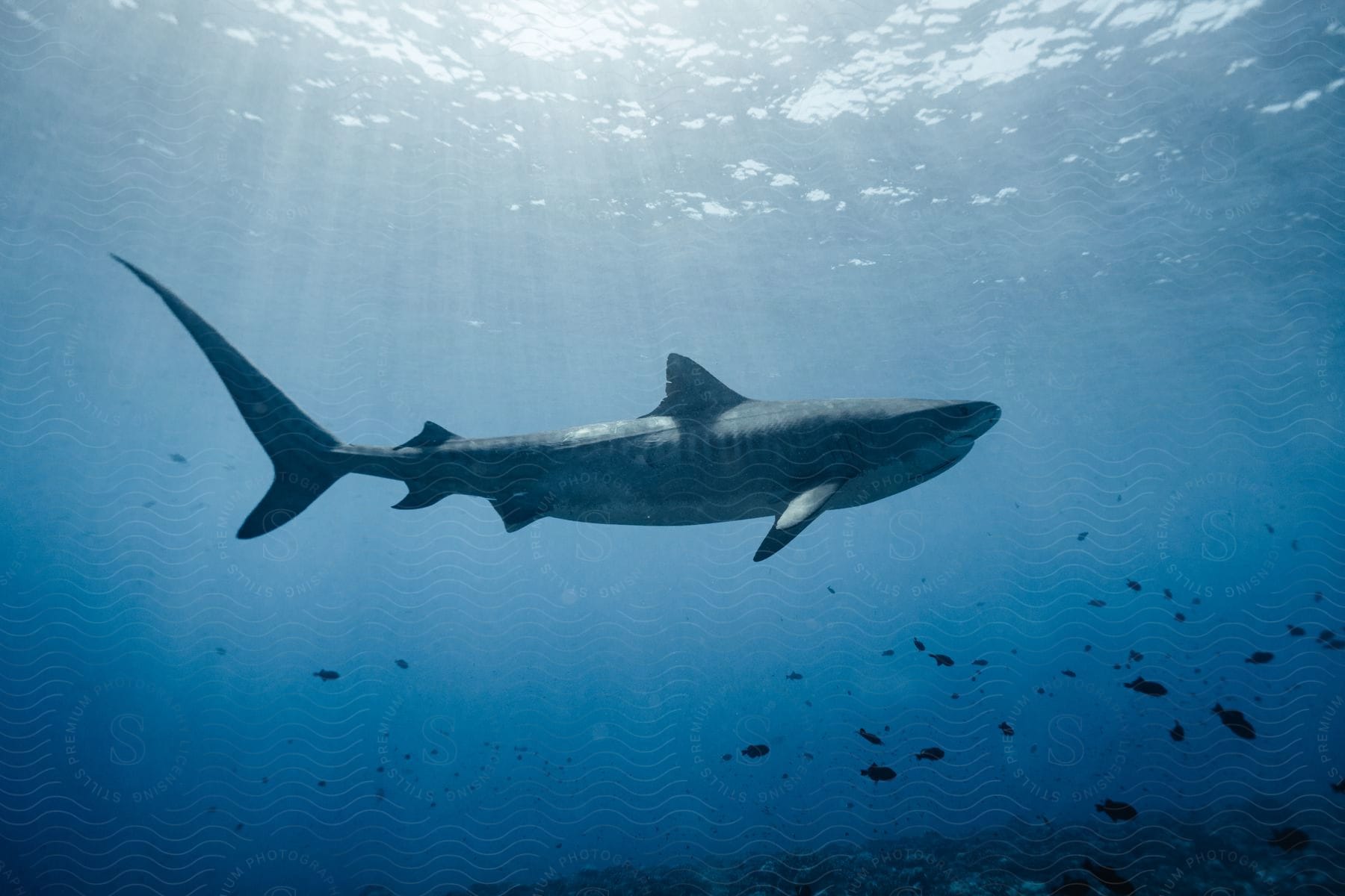 A shark swims underwater as sunlight shines from above and smaller fish swim over the seabed