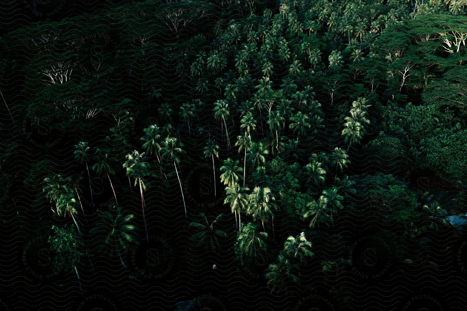 Stock photo of aerial view of a lush rainforest