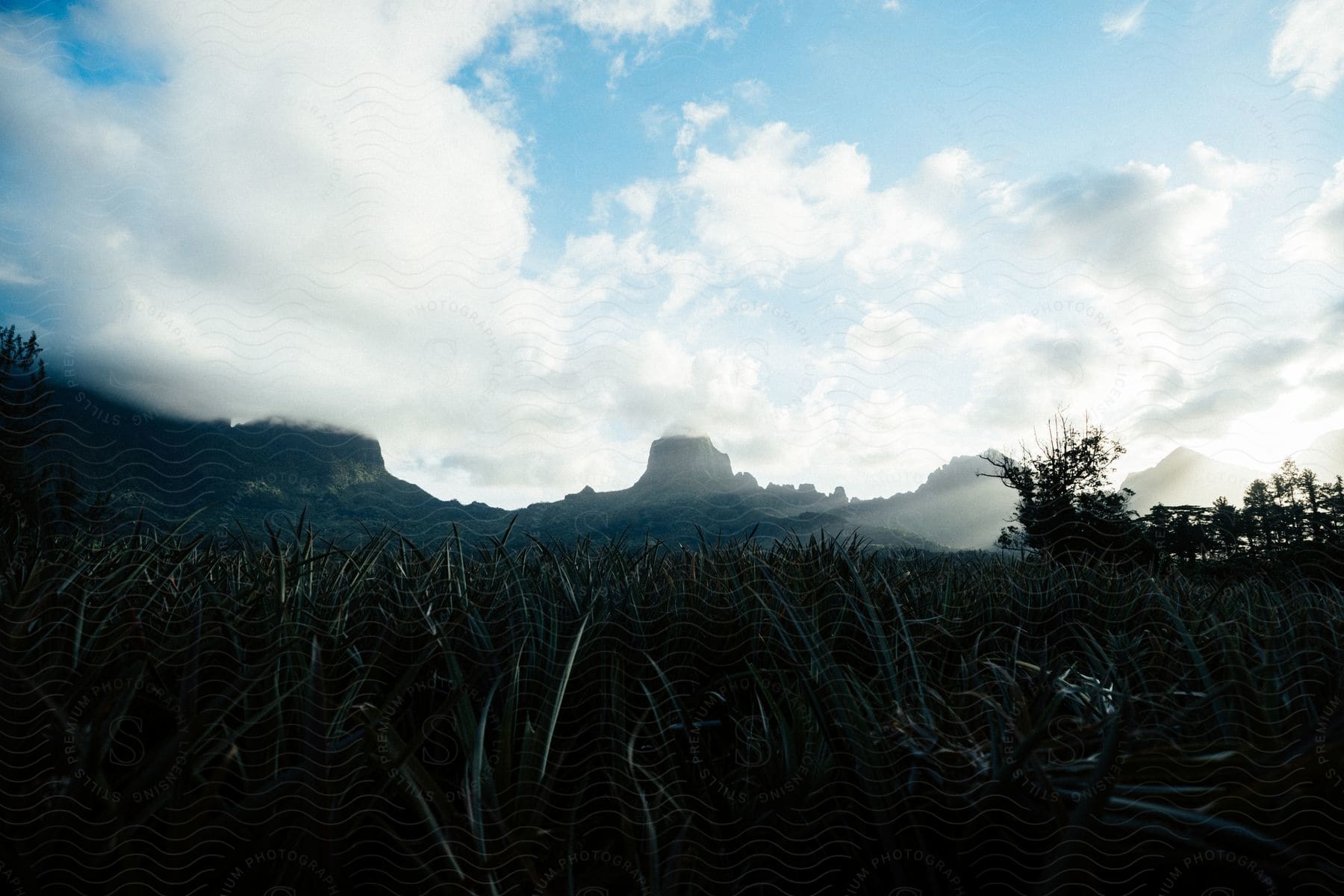 Large clouds touch the tops of flat mountains while long blades of grass stand in the foreground