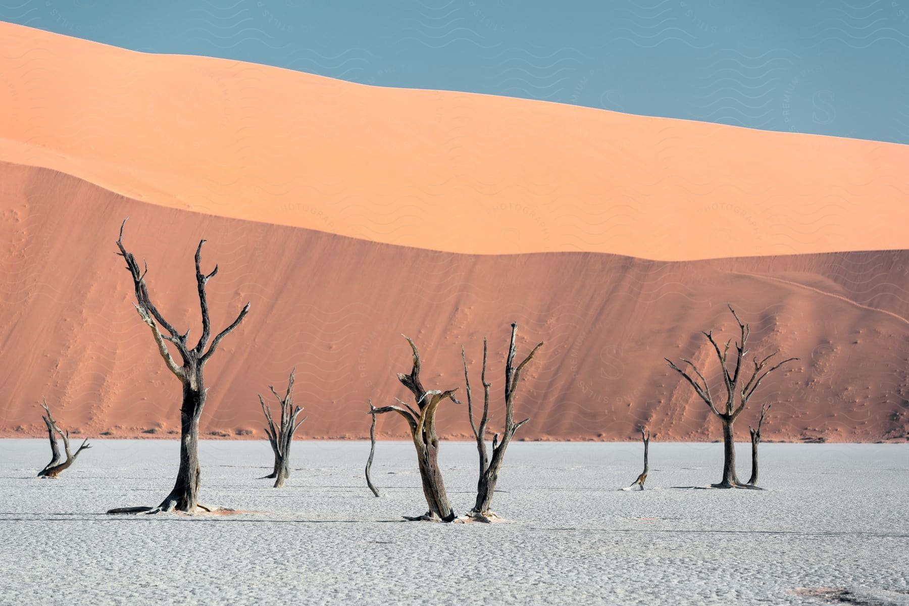 Dry trees in a flat desert with dunes in the background