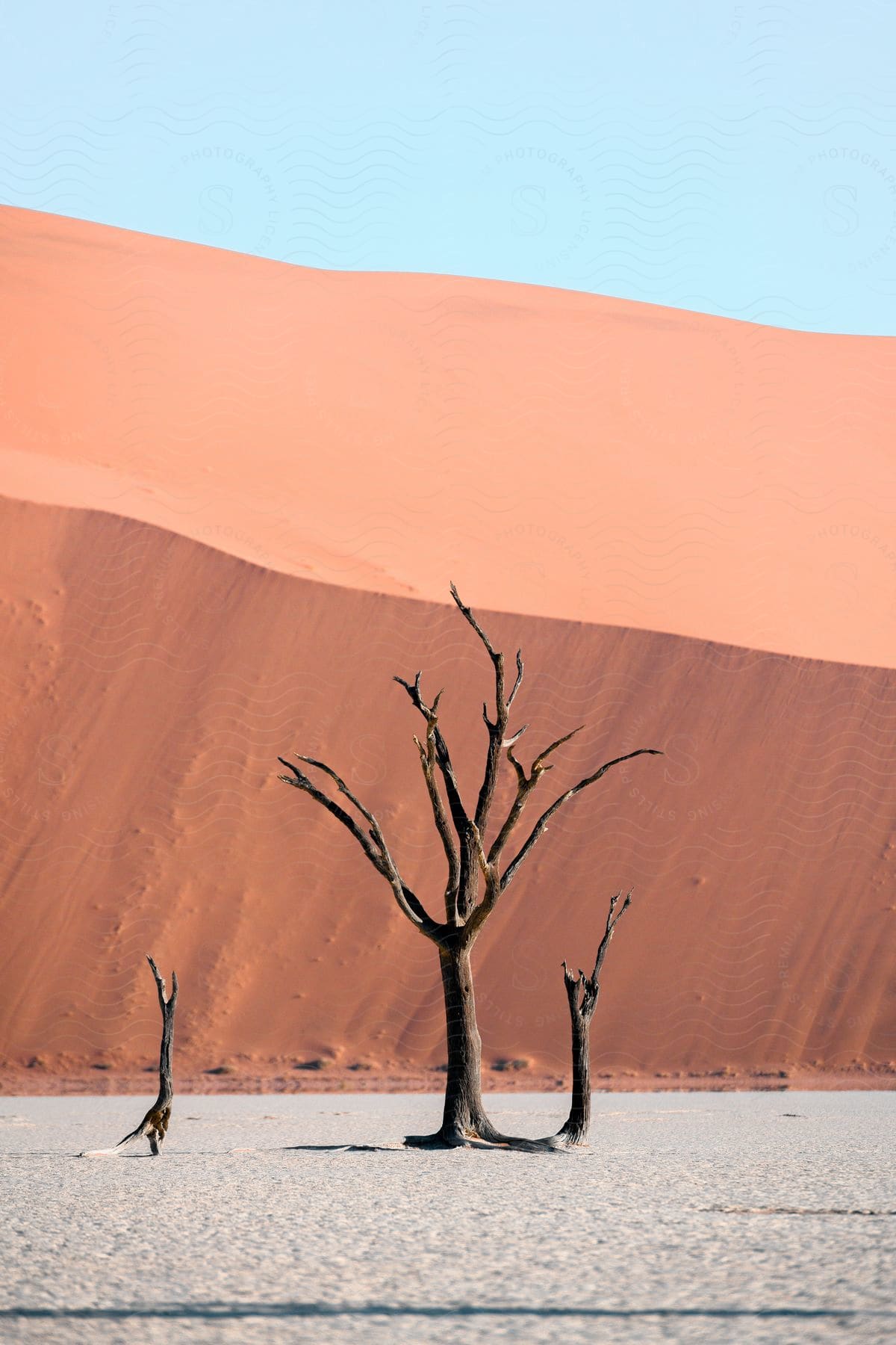 A Tree In The Desert Sand Photographed At Midday In Namibia