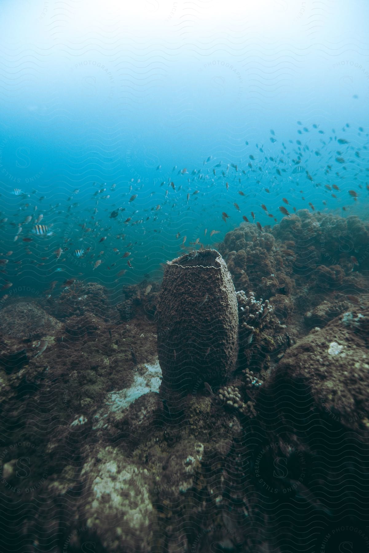 A tranquil underwater scene of the ocean floor