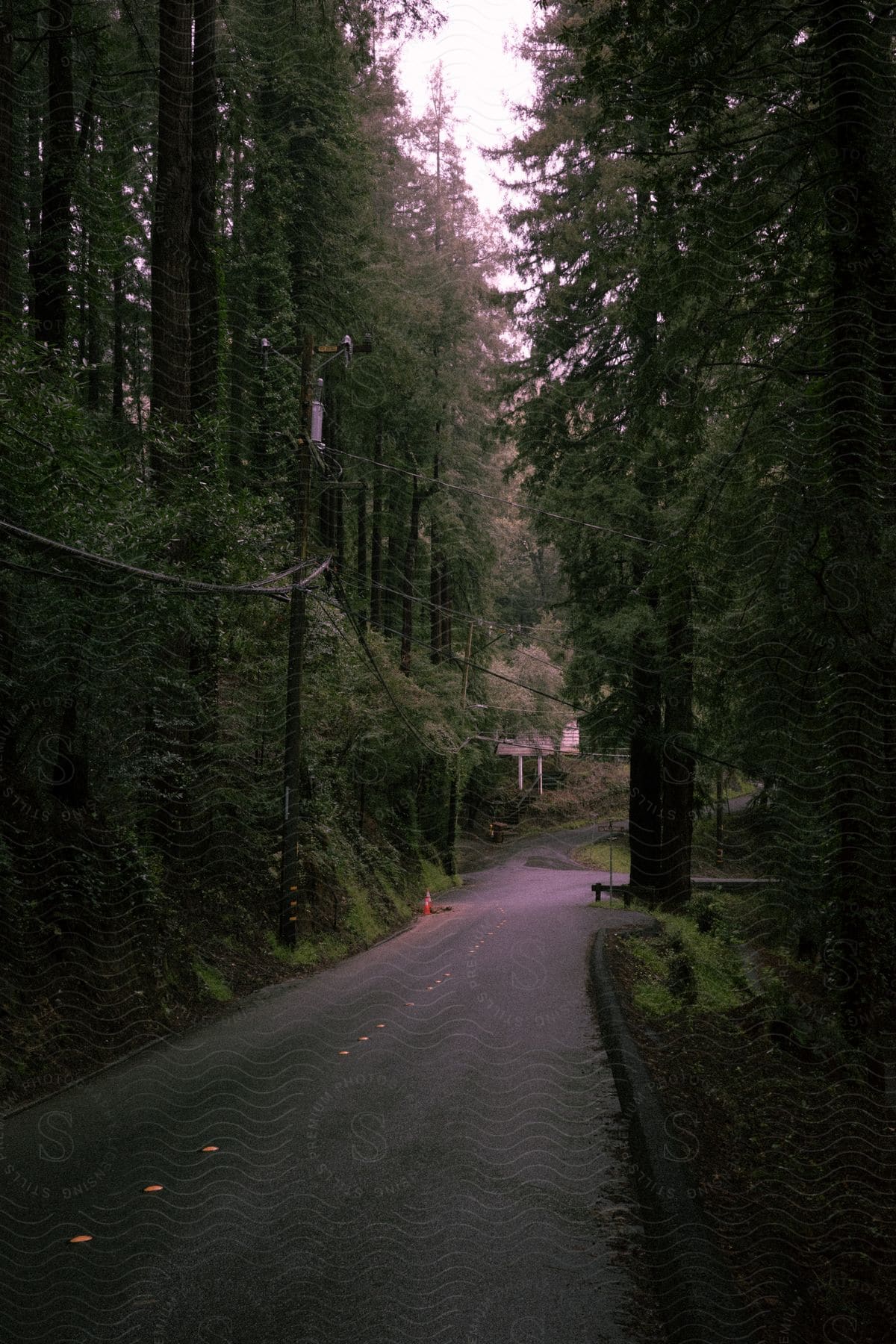 A road lined with trees in an urban area