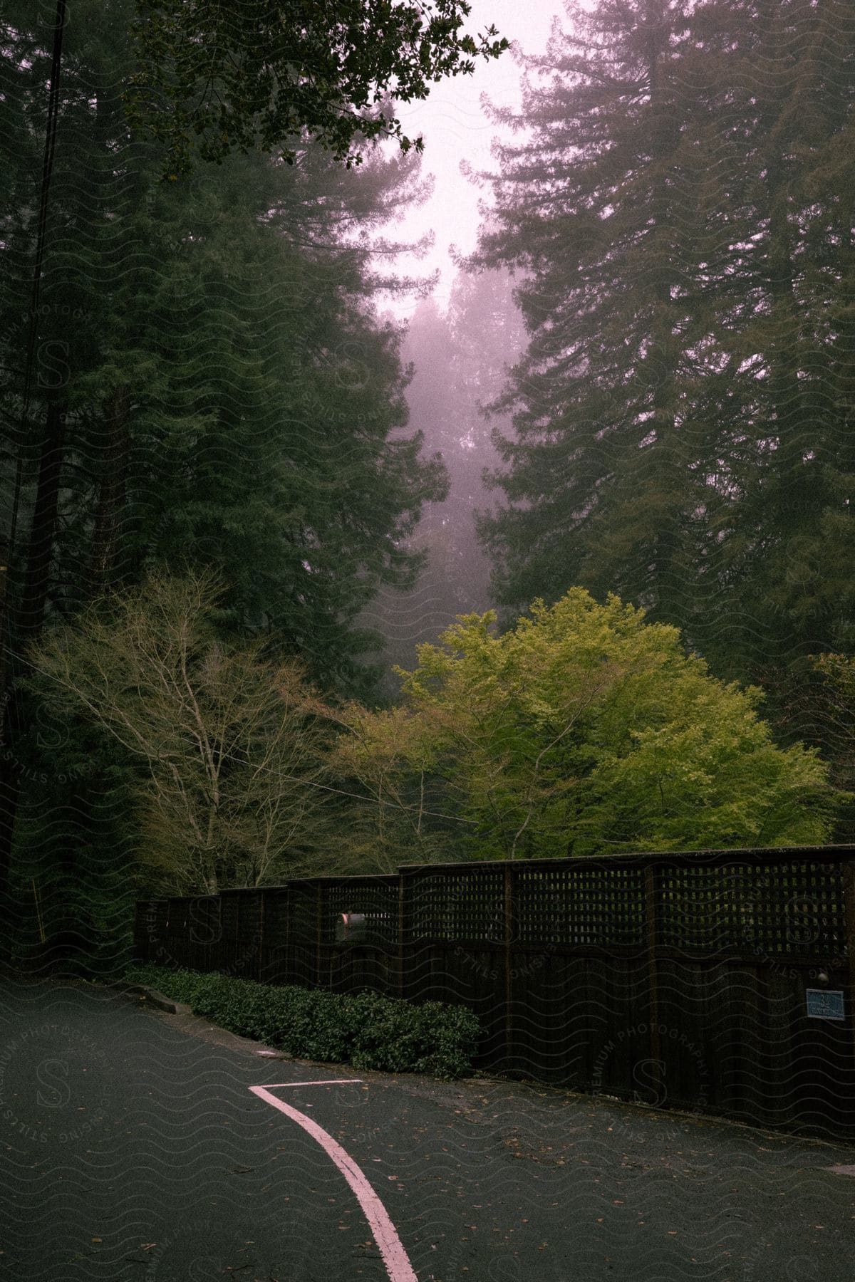 A fence separates a forest from a blacktop surface