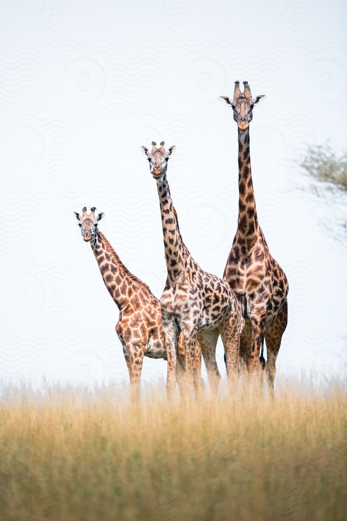 Three giraffes of different sizes walk together on the plains in tanzania