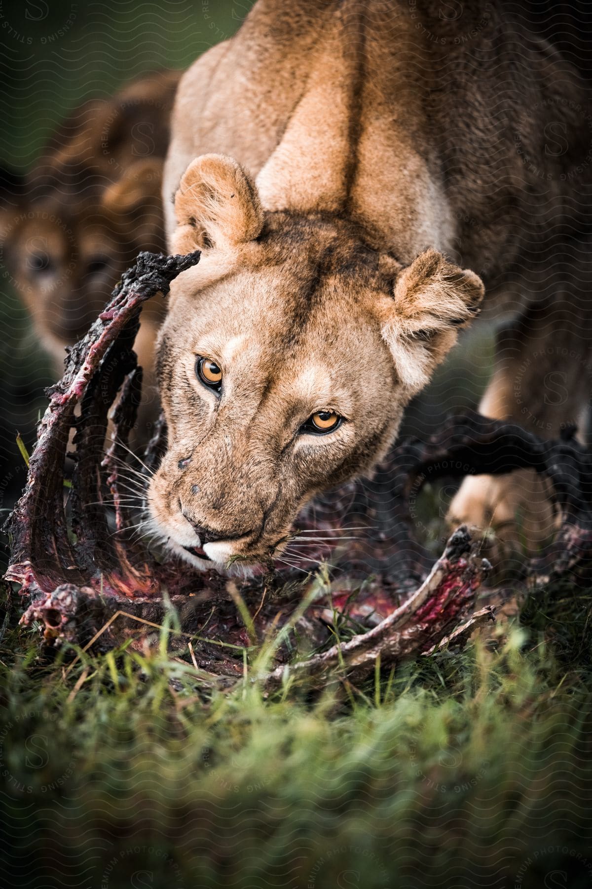 Lioness feeding on a dead animal carcass in the wild in tanzania