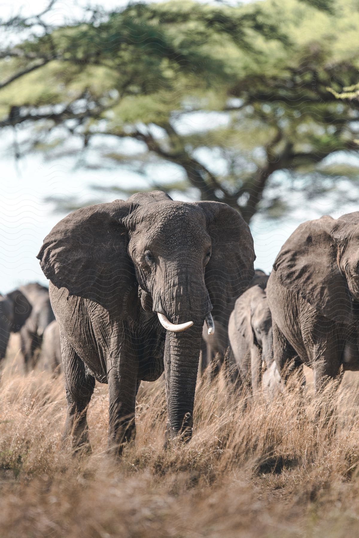 A herd of elephants walking through plains with a tree in the background