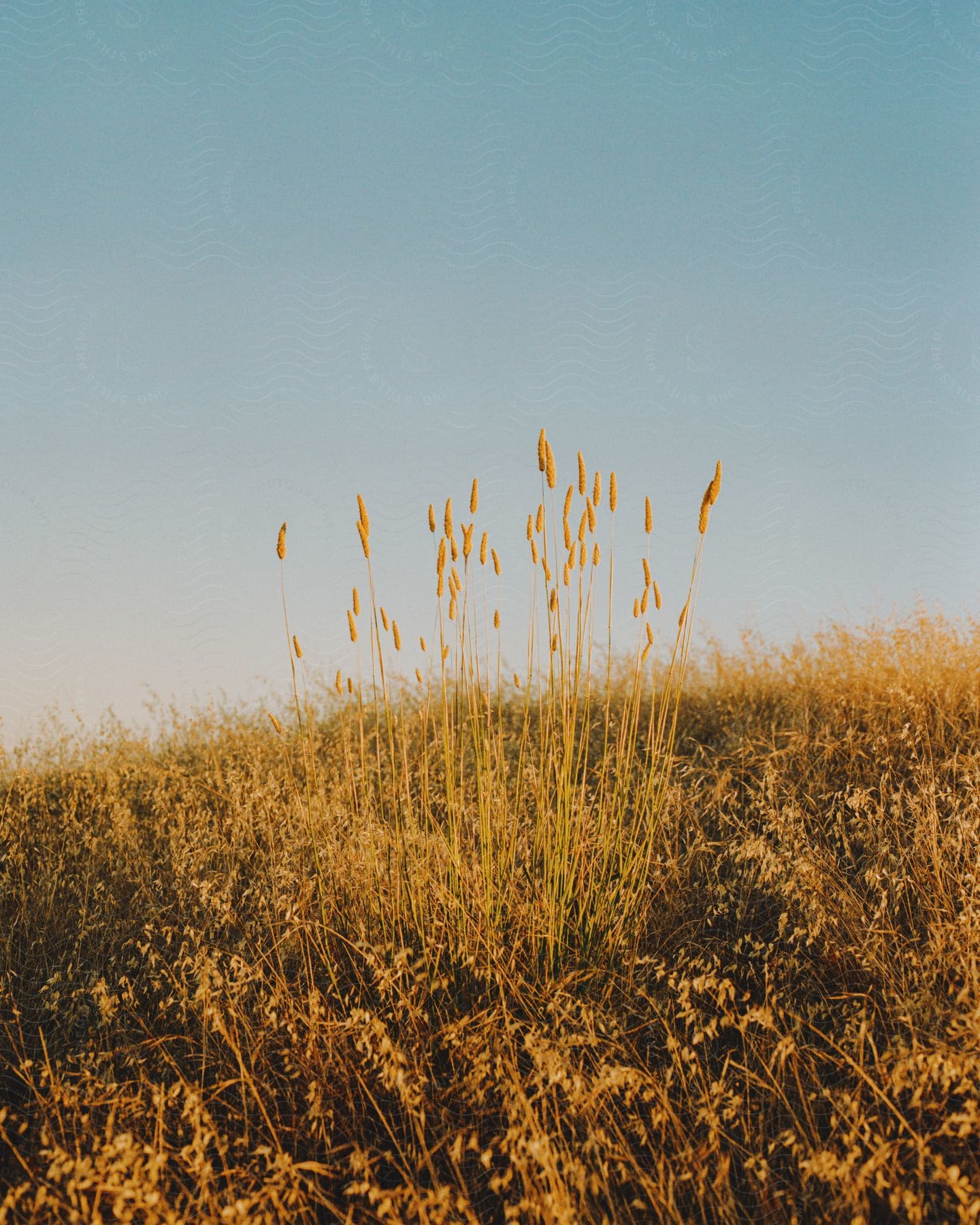 Stock photo of dry grasses in an exterior setting at dusk or dawn with high key lighting