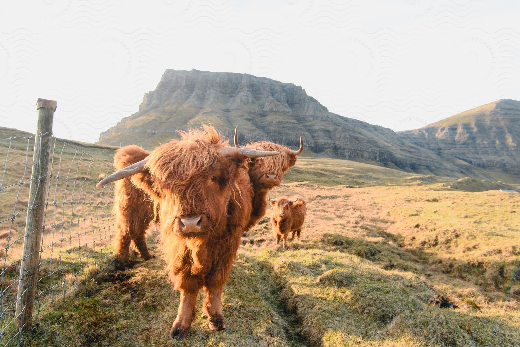 Scottish highland cattle with long hair and horns grazing in a grassy field