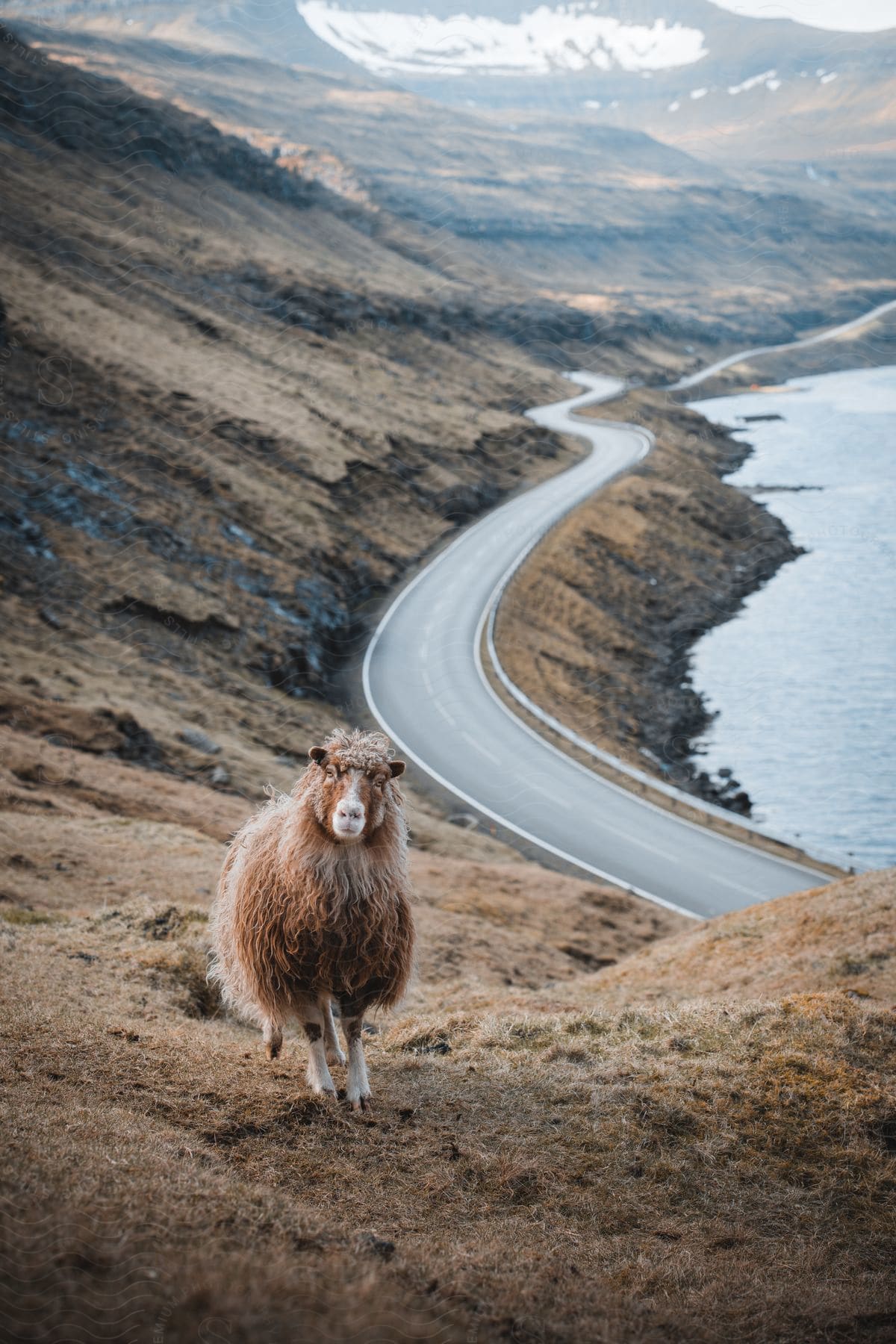 Faroe sheep stands on hill slope against coastline