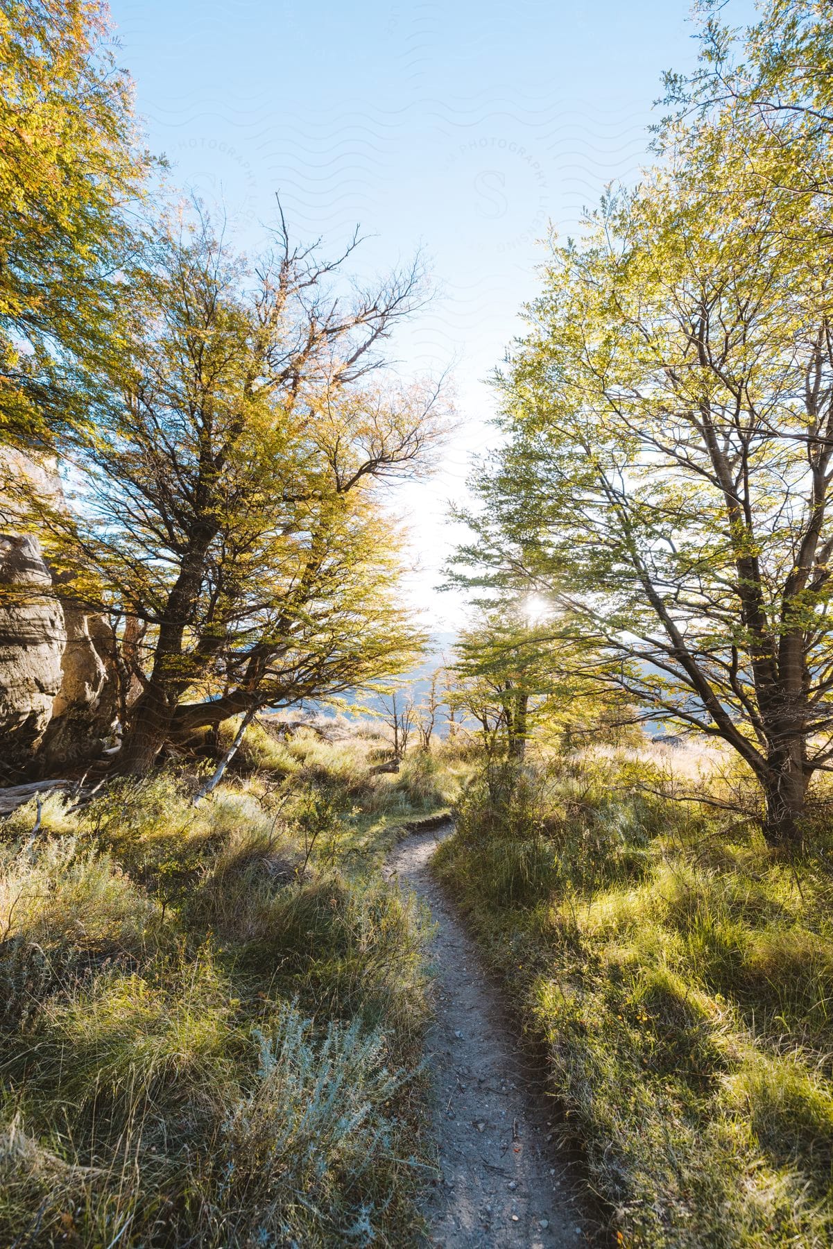 Sunlight shines on a spring forest landscape