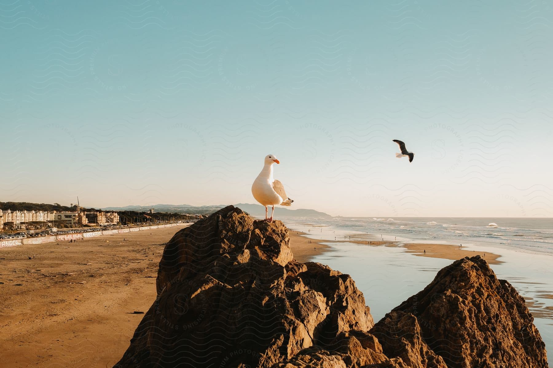 A sea gull perched on a rock on the beach with another sea gull flying nearby