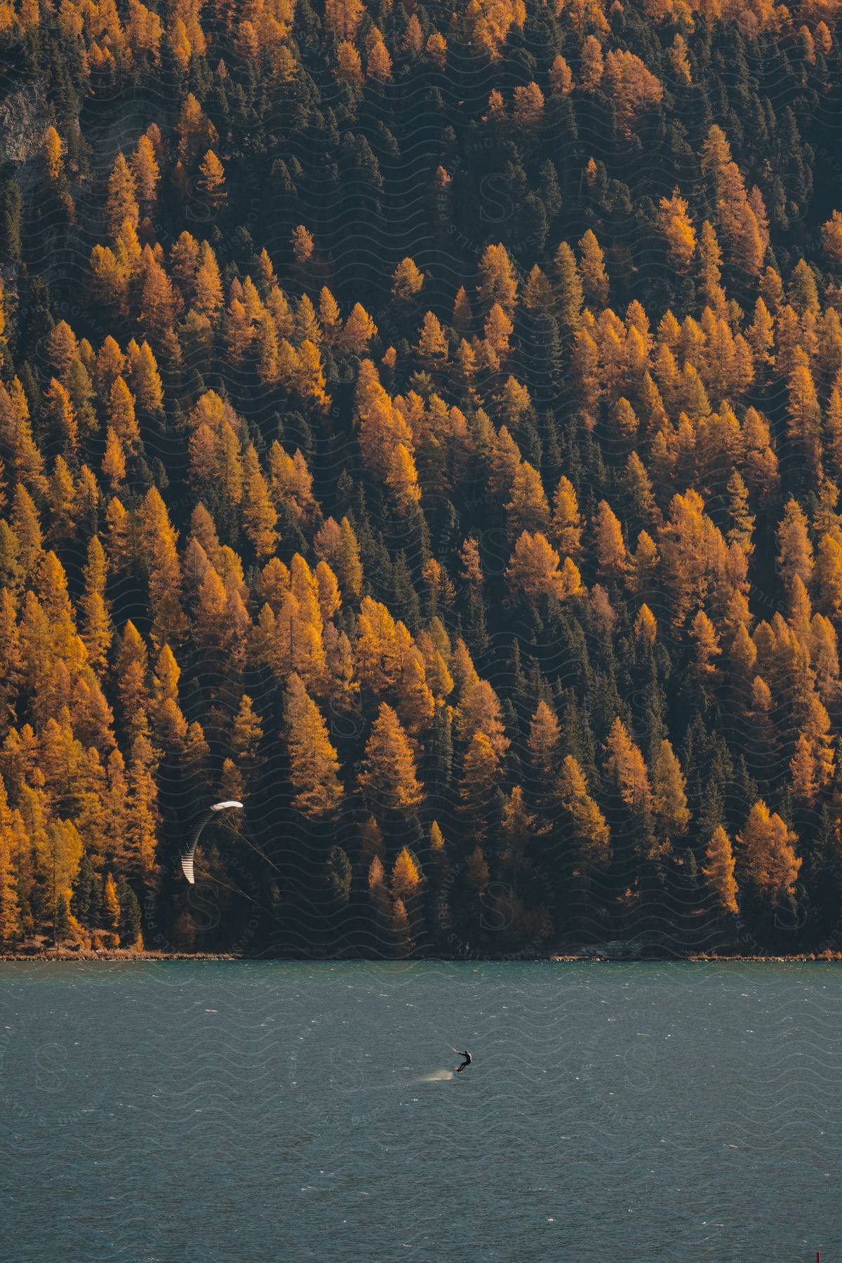 Man parasailing on a lake next to a pine tree forest in the mountains