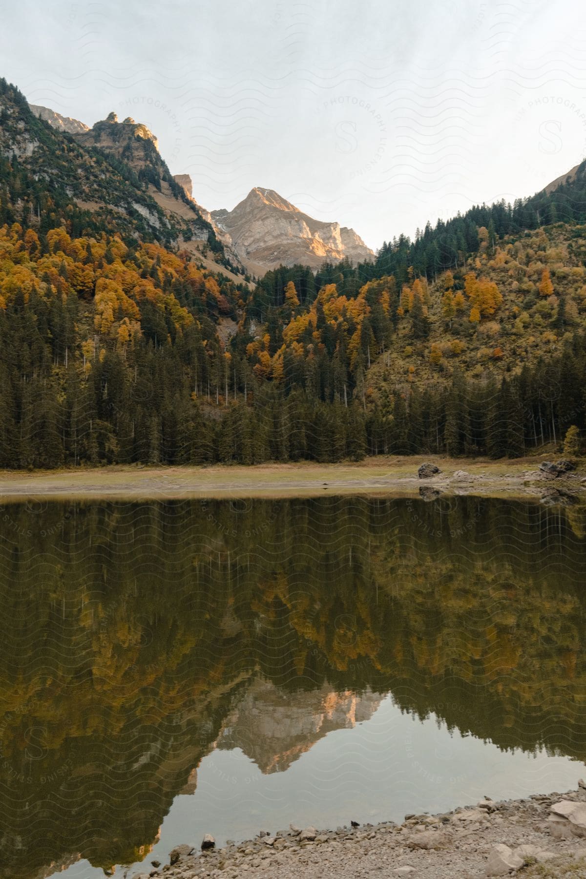 Trees reflecting on a body of water on a fall day